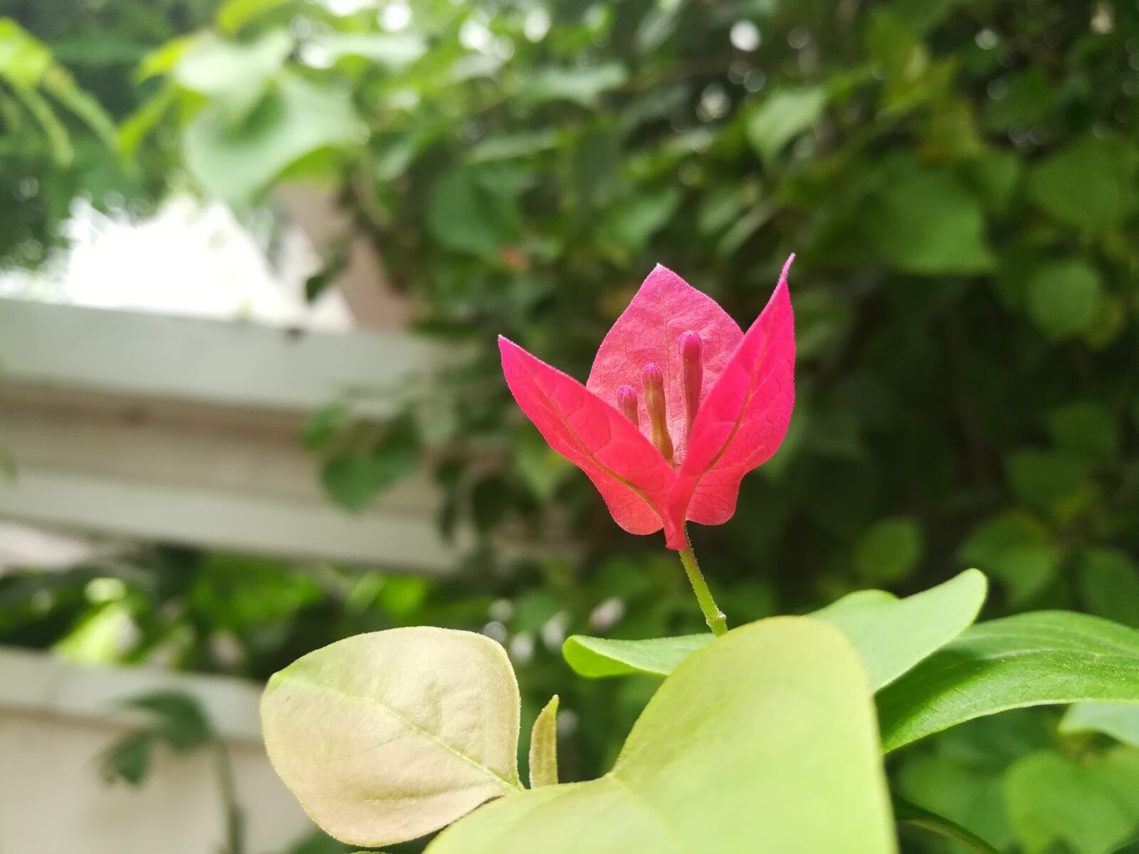 HUAWEI GR5 2017 sample photo. Flowers, pink photography