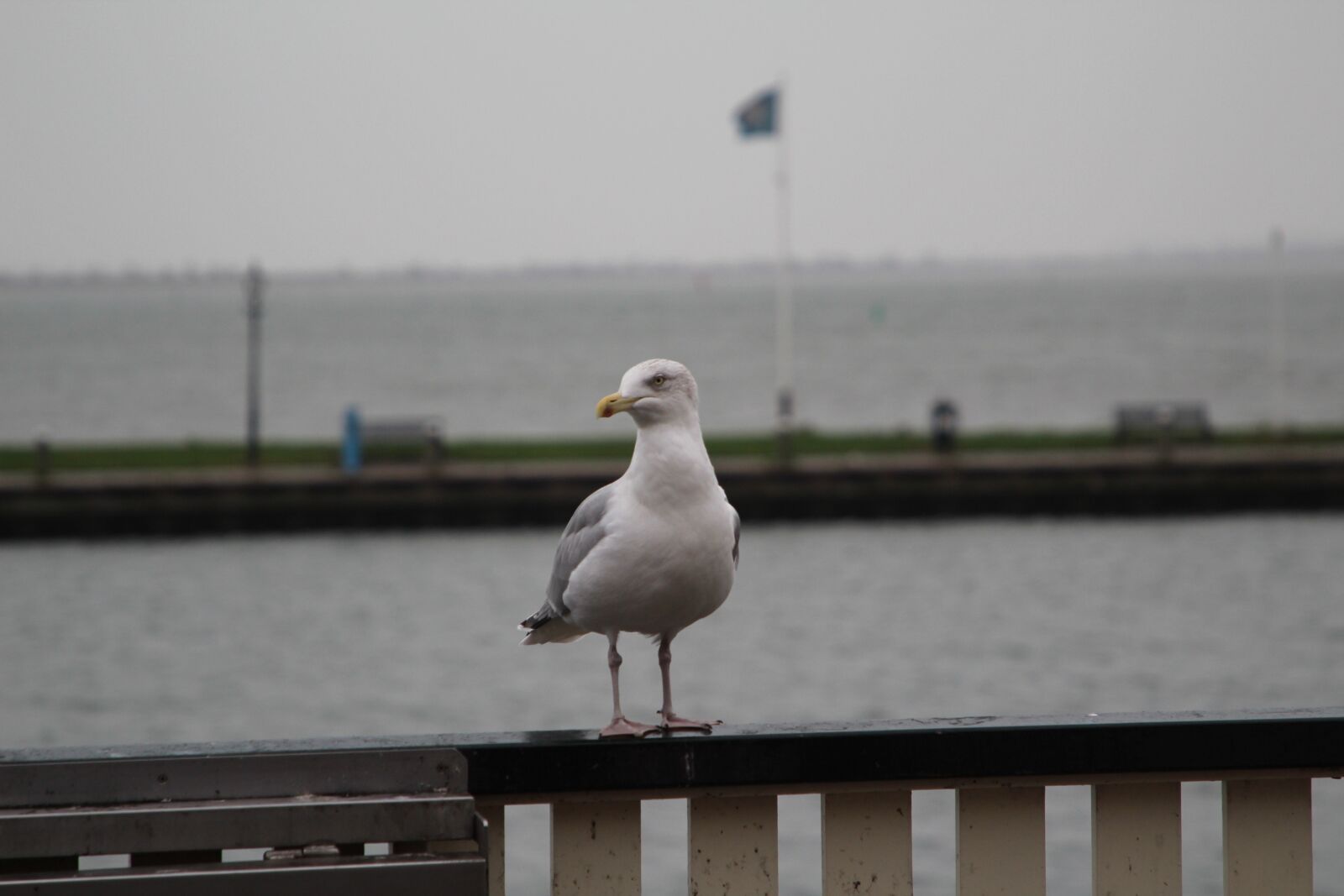 Canon EF 24-105mm F4L IS II USM sample photo. Seagull, bird, flight photography