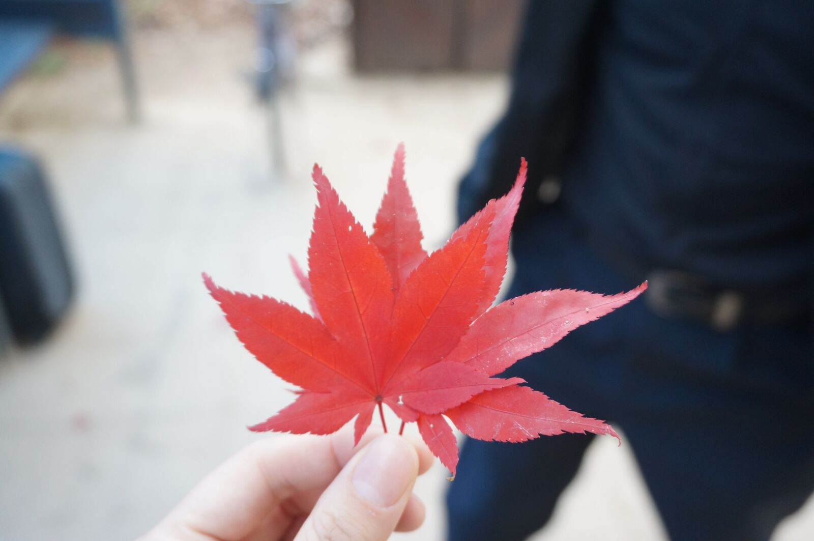 Sony Alpha NEX-3N sample photo. Maple leaf, autumn, leaves photography