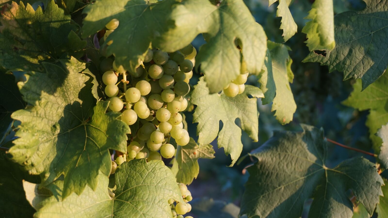 Sony Alpha a5000 (ILCE 5000) sample photo. Grapes, vines, winegrowing photography