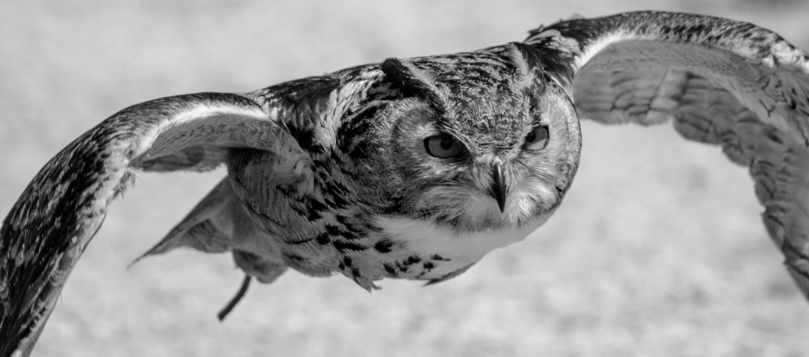 Canon EOS 7D Mark II sample photo. Eurasian eagle owl, flying photography
