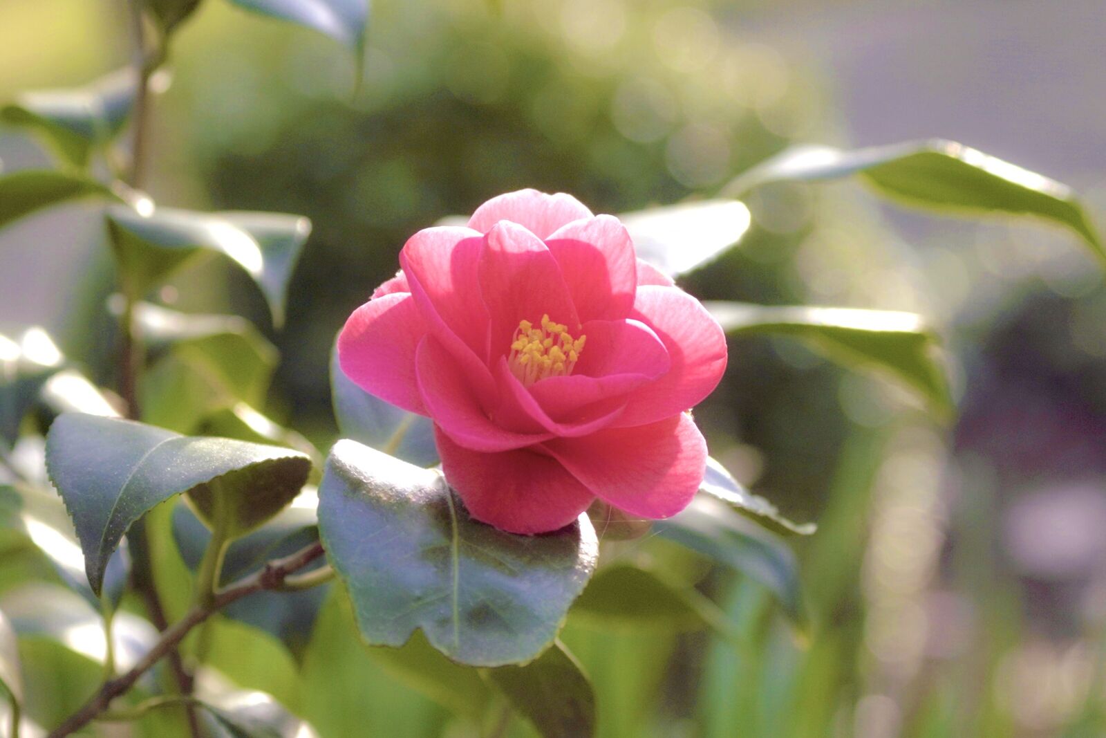 Sony FE 70-200mm F4 G OSS sample photo. Japanese camellia, camellia, flower photography