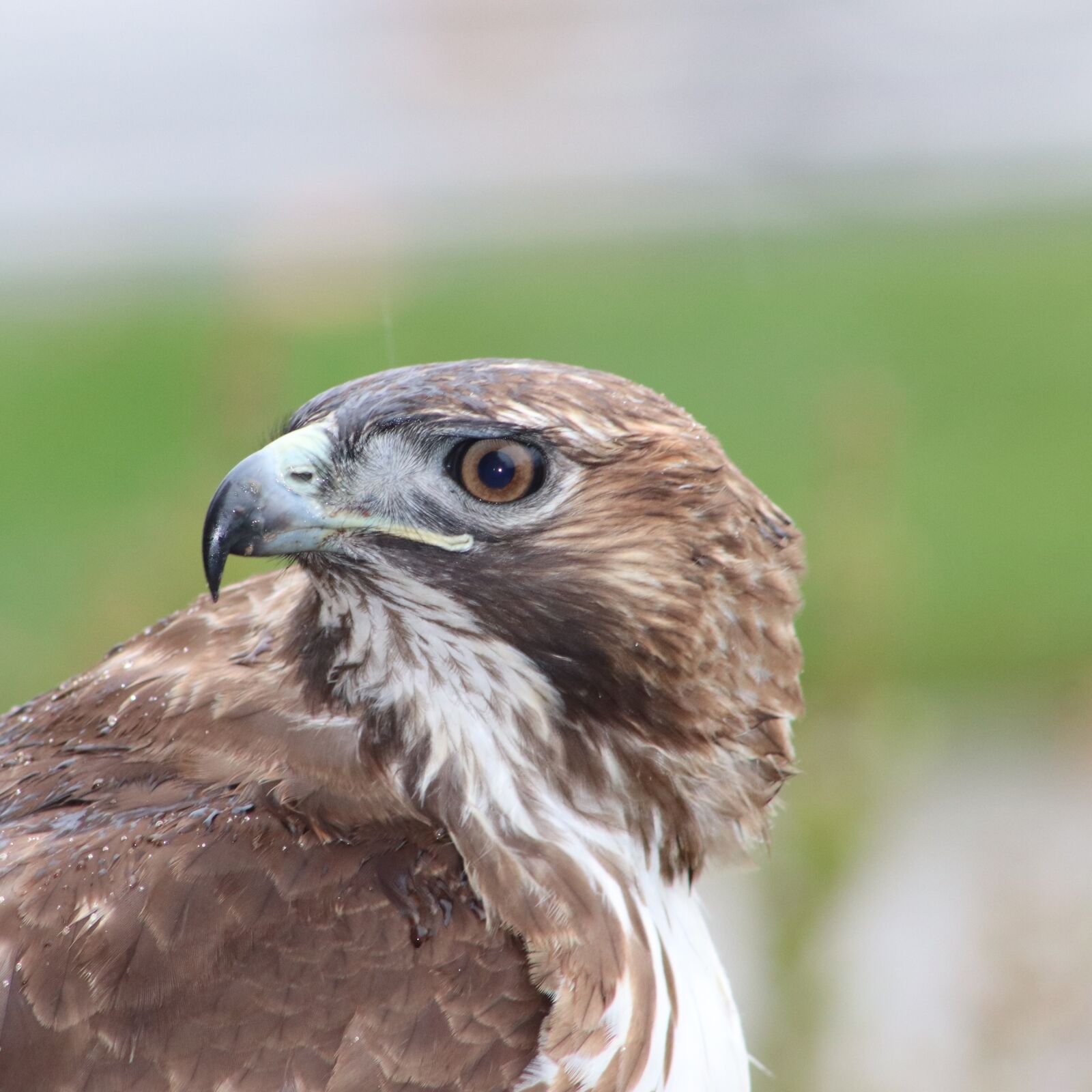 Canon EOS 800D (EOS Rebel T7i / EOS Kiss X9i) sample photo. Red tail hawk, bird photography