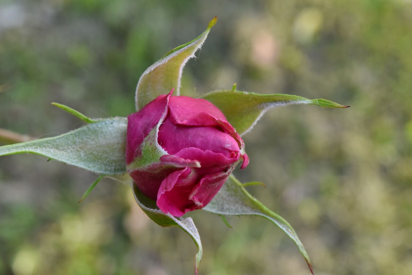 Nikon D5500 sample photo. Blur, blossom, nature, petal photography