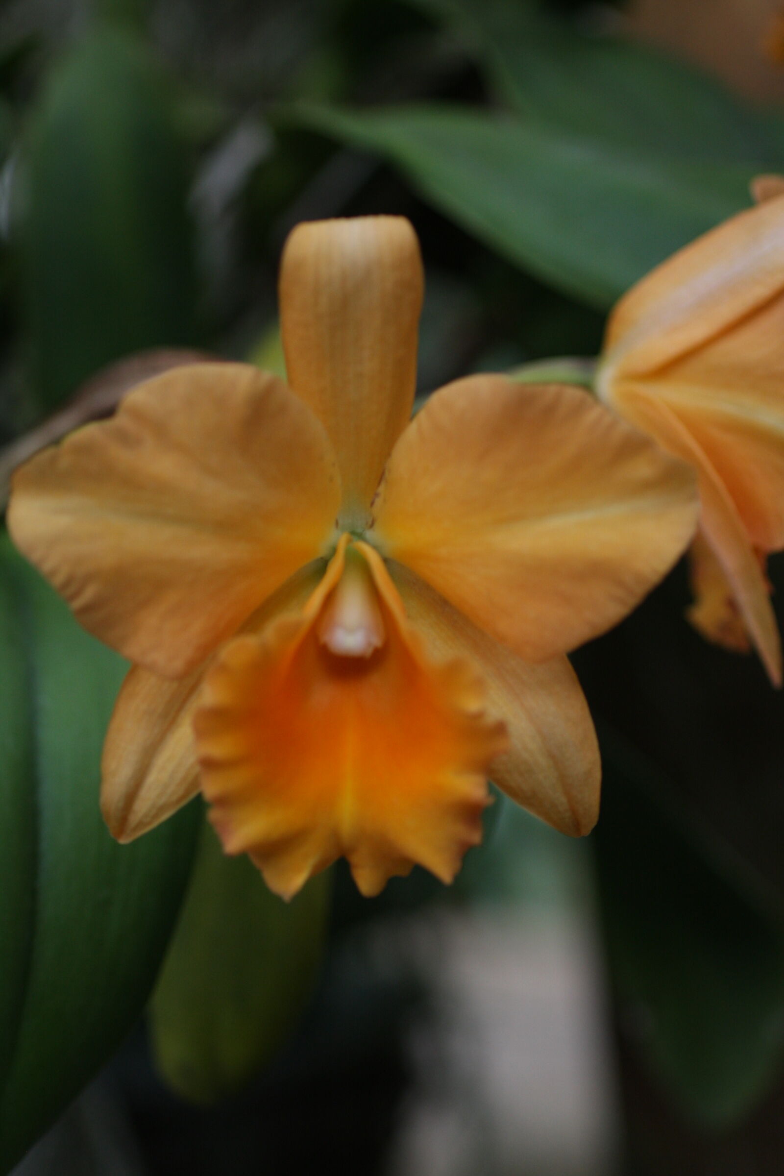 Sigma 50mm f/2.8 EX sample photo