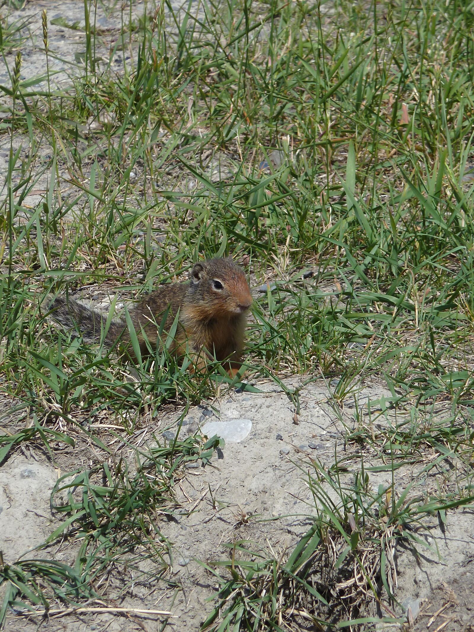 Panasonic DMC-ZS6 sample photo. Ground squirrel, rodent, mammal photography