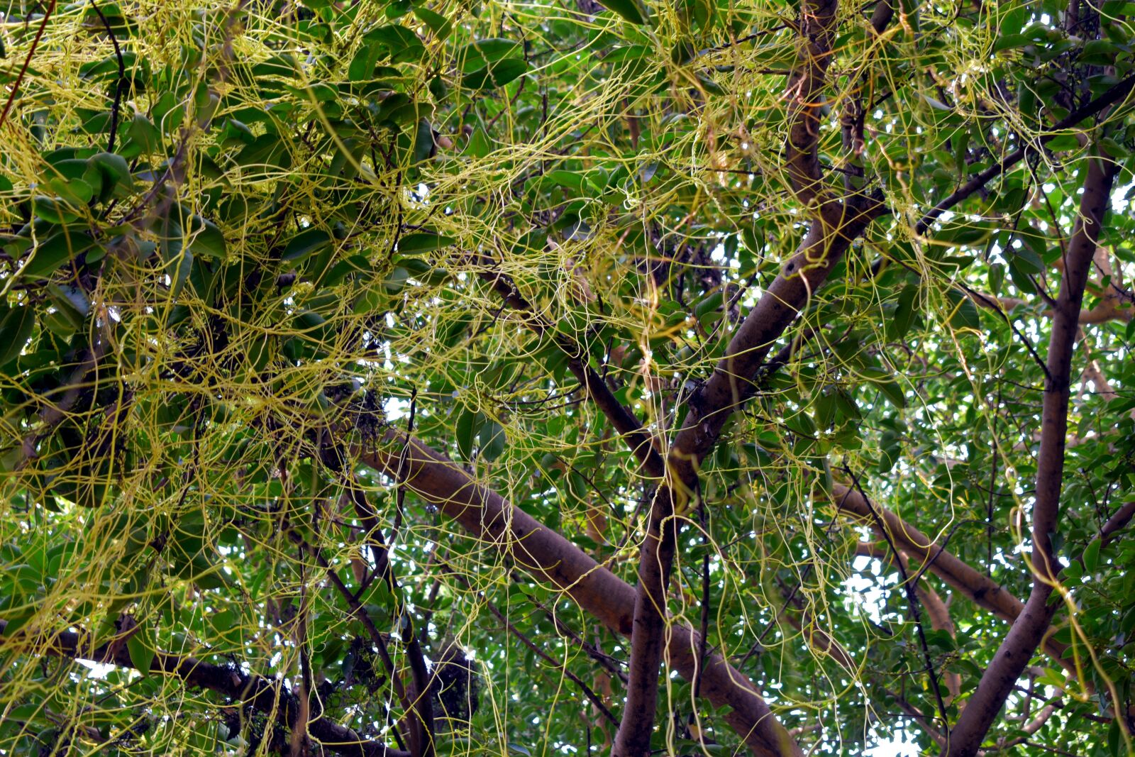 Nikon D5600 sample photo. Entangled, amarbel, dodder climber photography