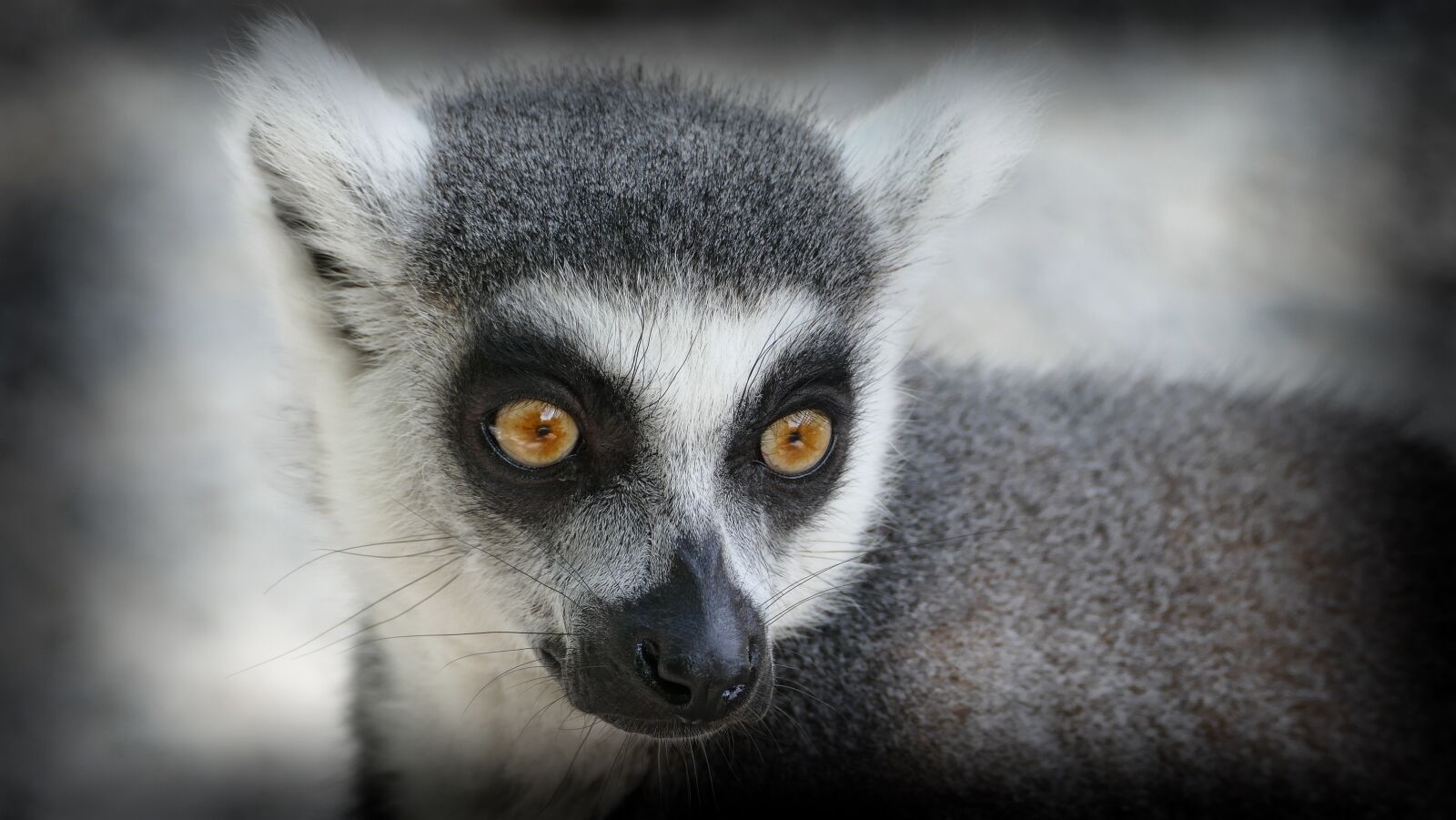 Panasonic Lumix DMC-FZ1000 sample photo. Zoo, monkey, ring tailed photography