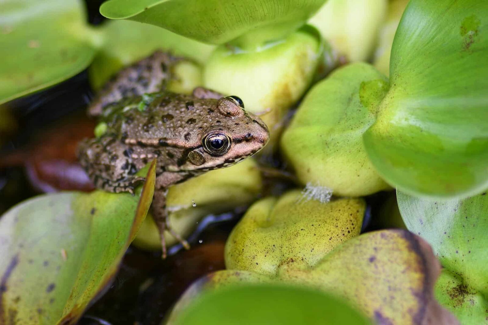 Nikon D500 sample photo. Nature, frog, amphibian, water photography