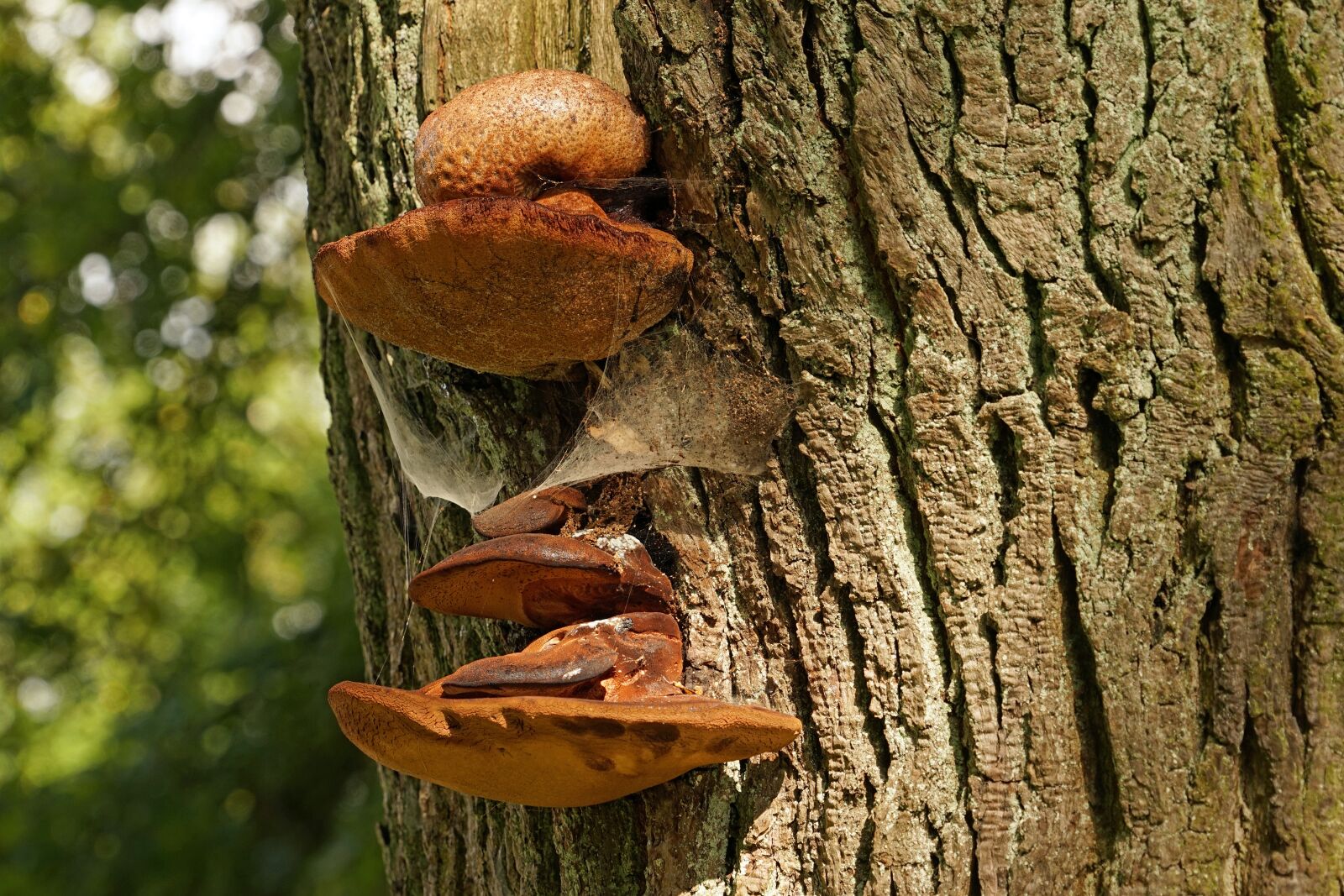 Sony a7 + Sony FE 24-240mm F3.5-6.3 OSS sample photo. Tree fungus, mushrooms, mushrooms photography