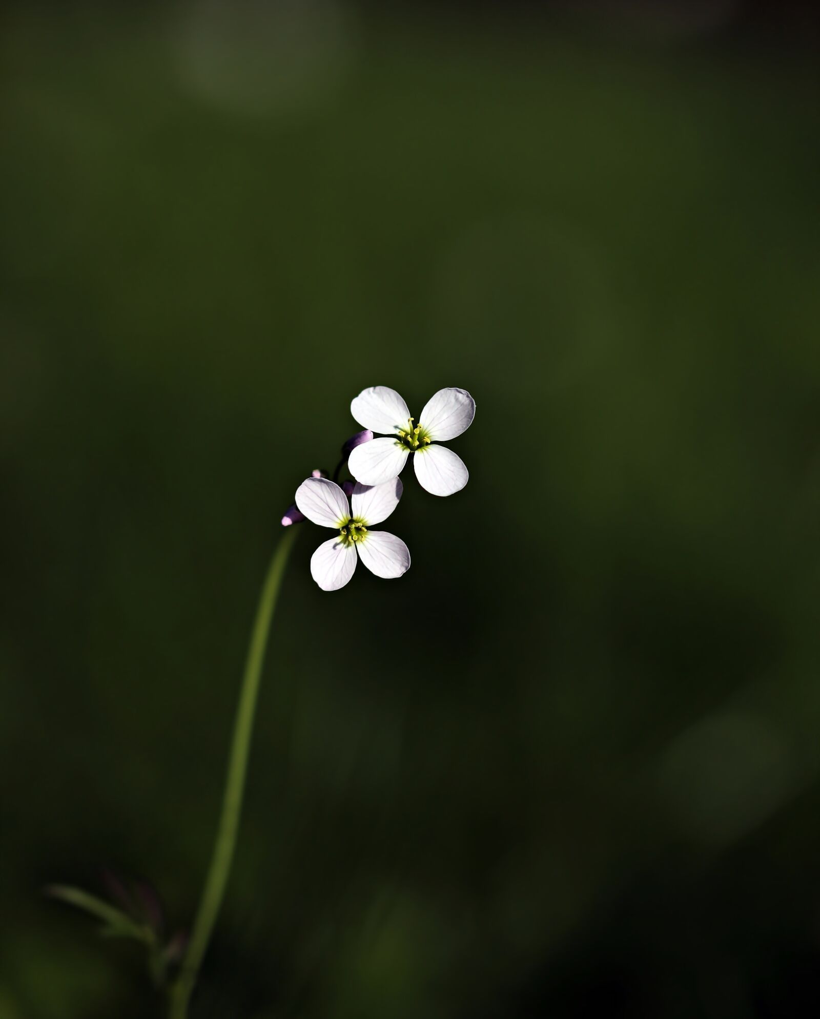 Canon EOS 80D sample photo. Wild flower, pointed flower photography