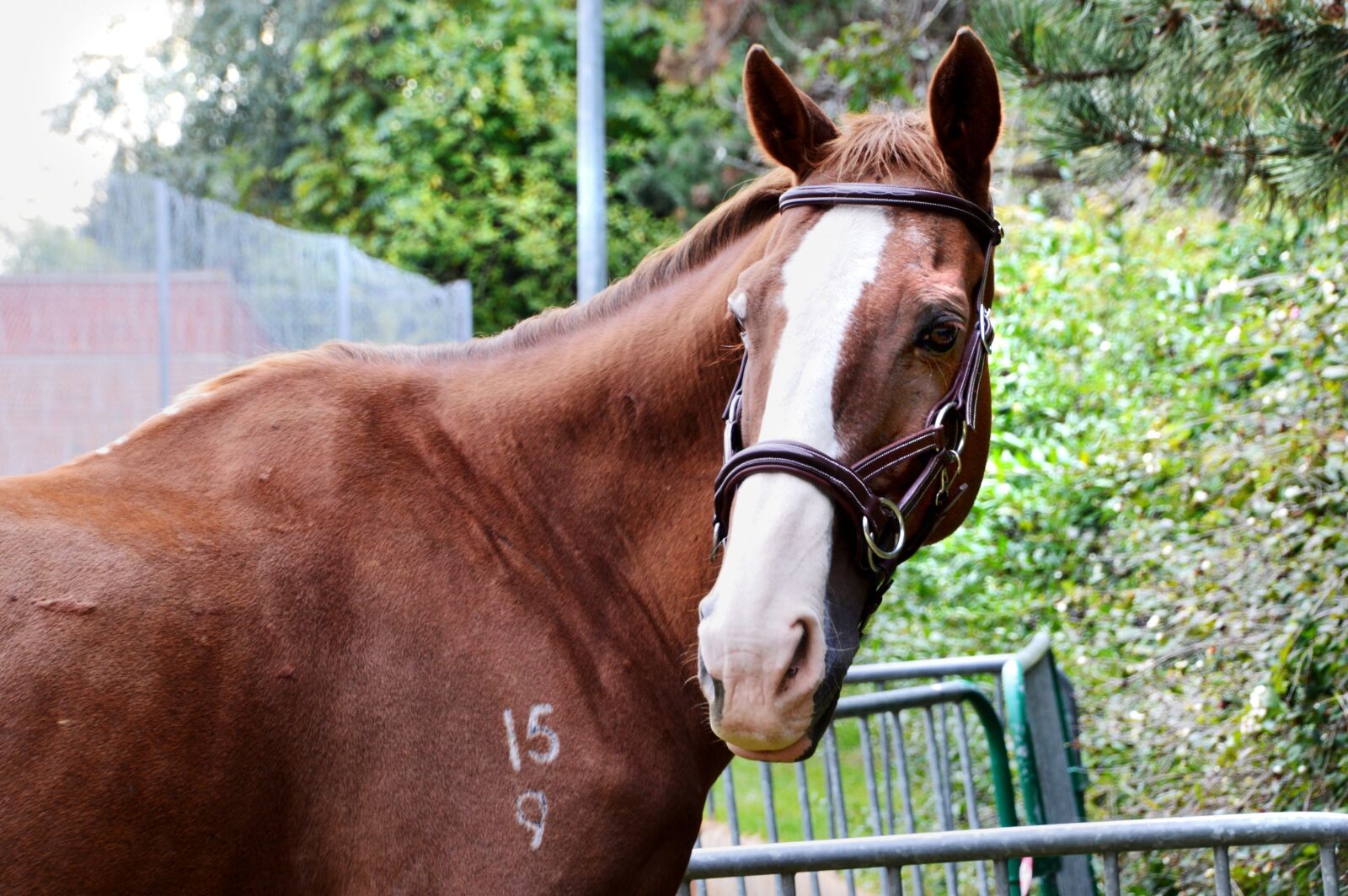 Nikon D3200 sample photo. Horse, animal, look photography