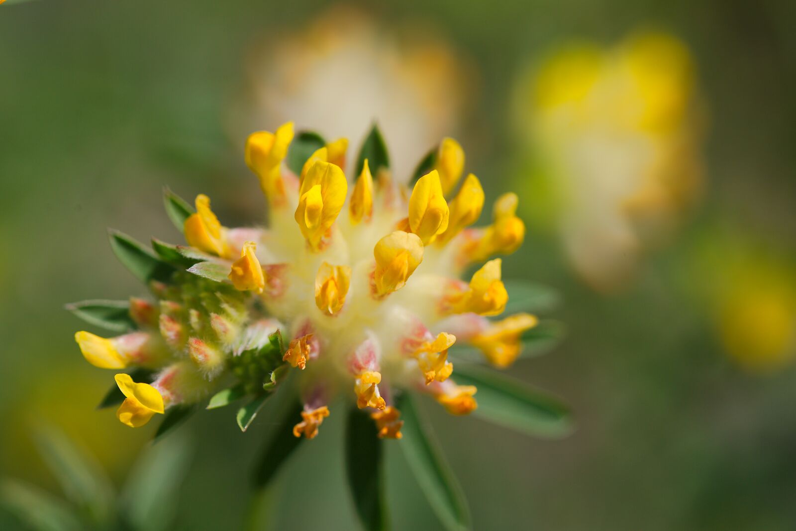 Canon EOS 6D sample photo. Flower, nature, plant photography