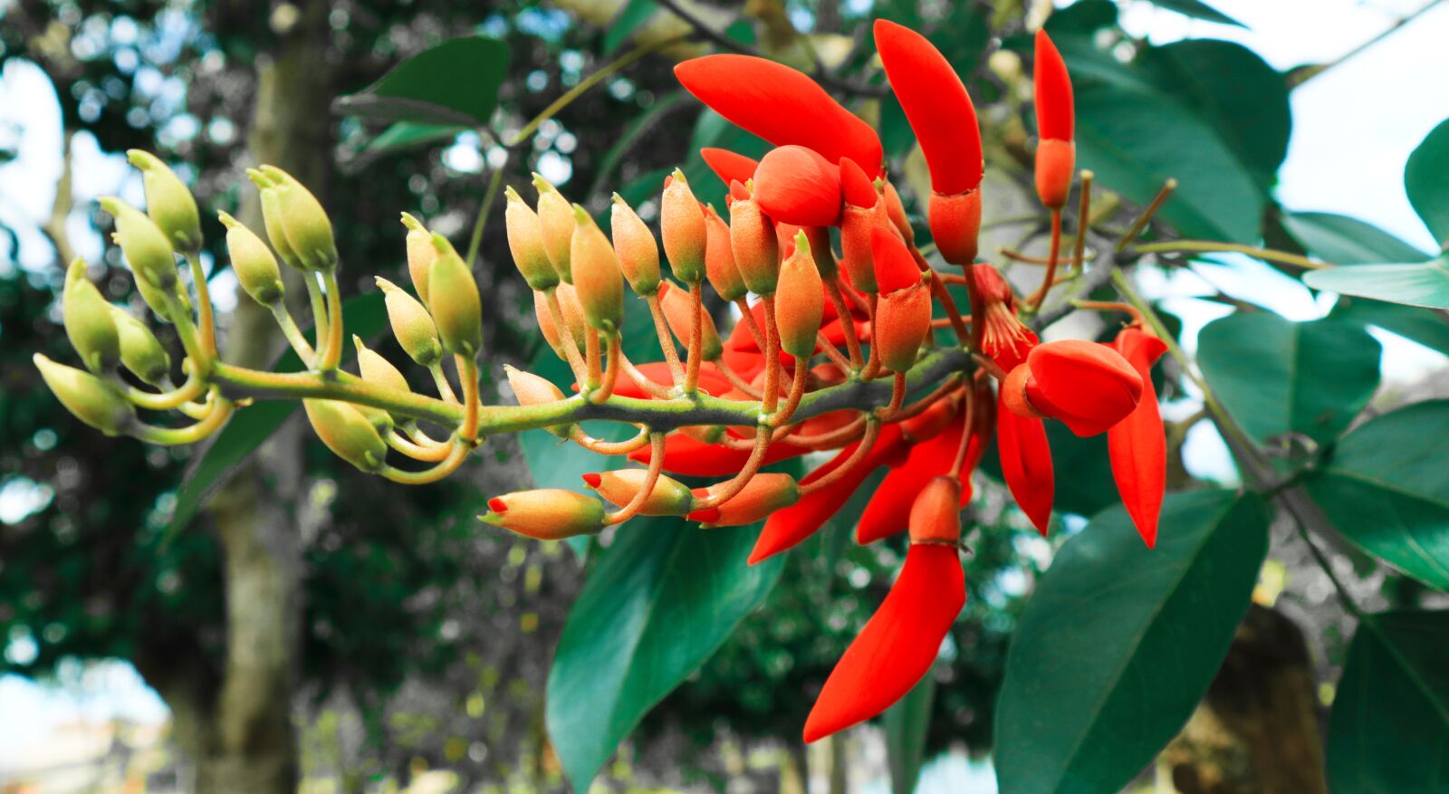 Canon EOS M3 sample photo. Flower, red, floral photography