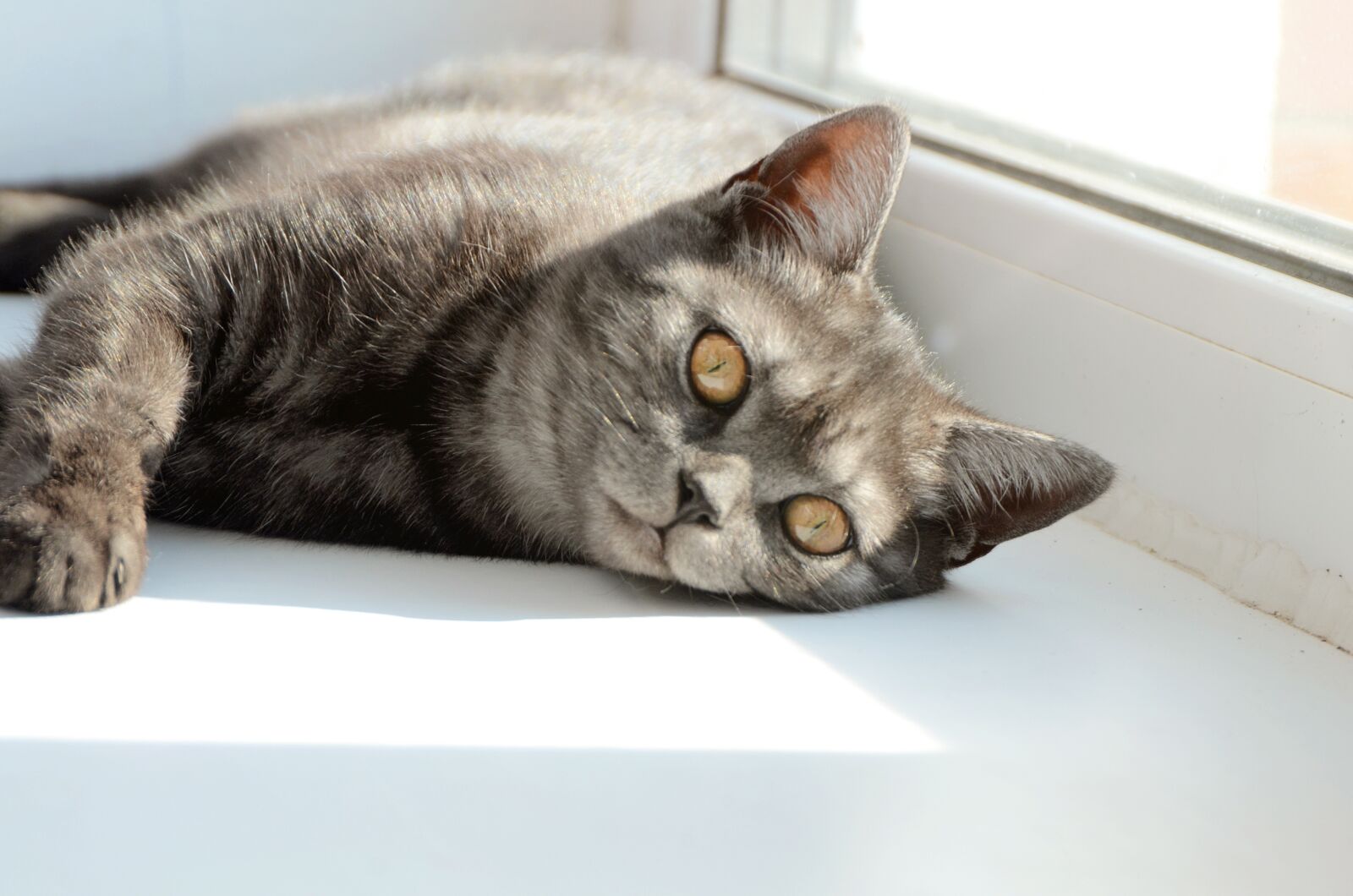 Nikon D7000 sample photo. Cat, sleeping, british photography