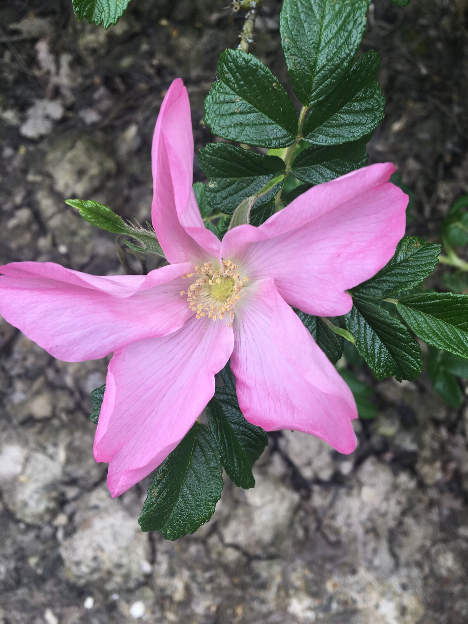 Apple iPhone 6s sample photo. Pink, flower, pretty photography