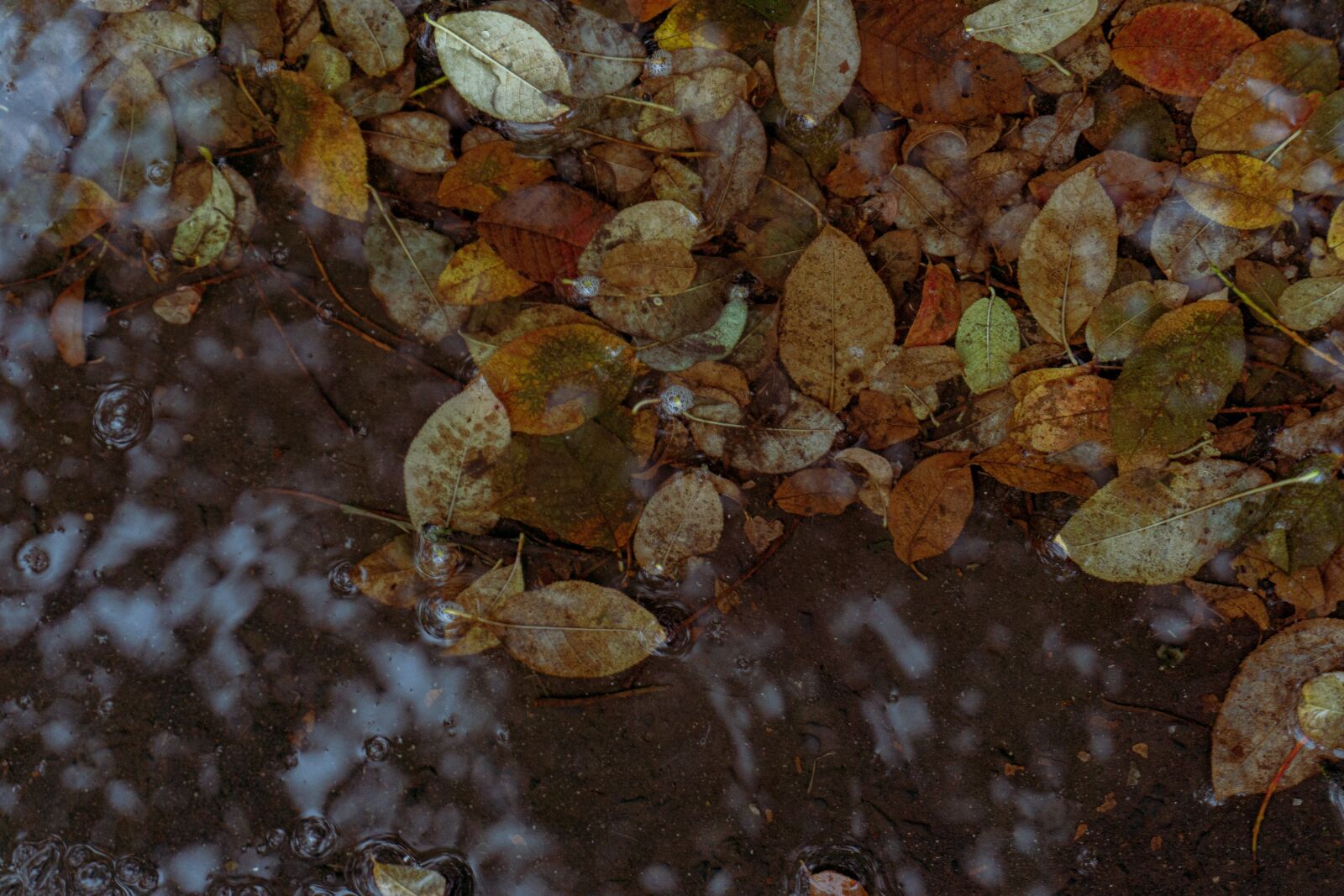 Sony a5100 sample photo. Autumn, dry leaf, leaves photography