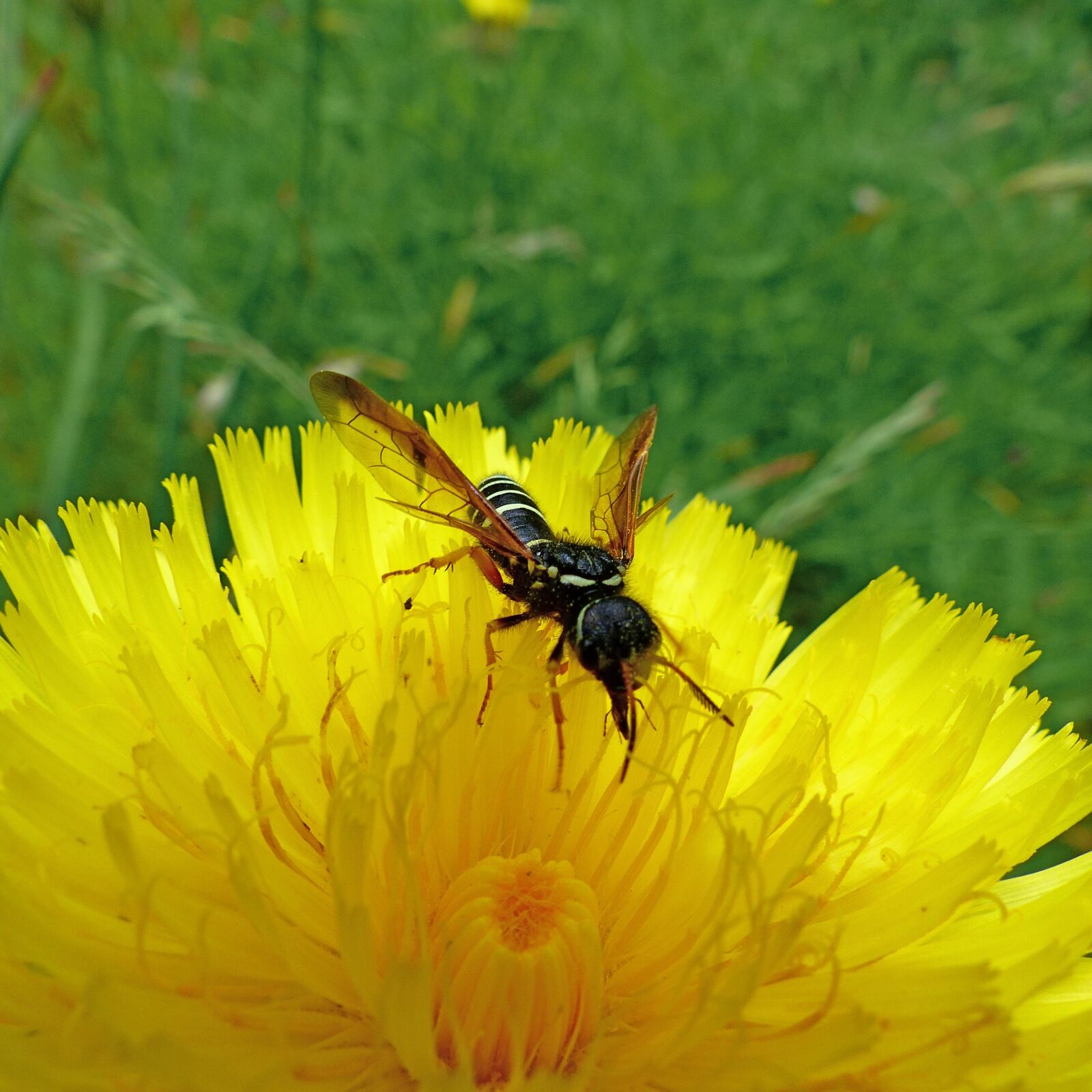 Panasonic Lumix DMC-FZ200 sample photo. Insects, nature, macro photography