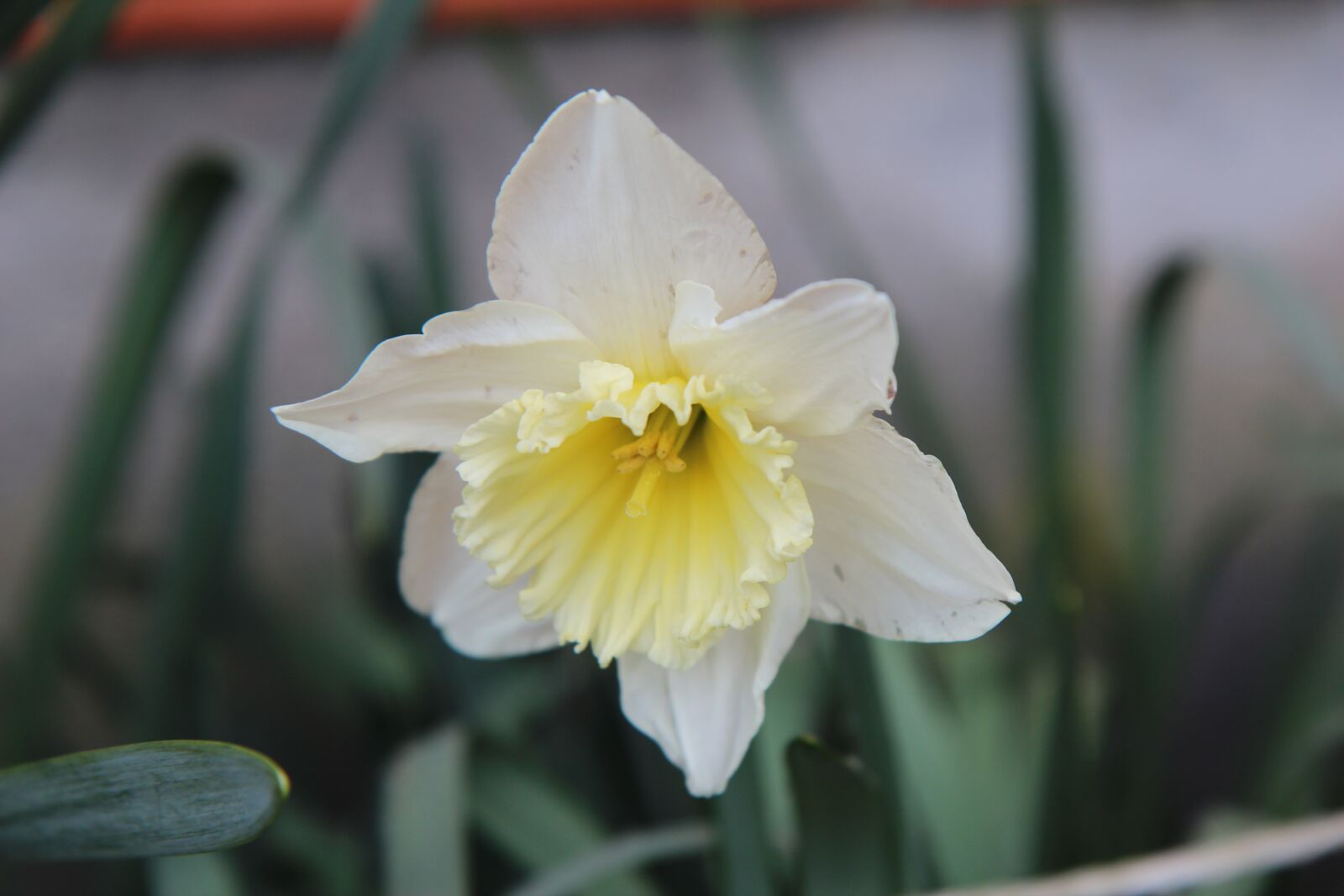Canon EOS 600D (Rebel EOS T3i / EOS Kiss X5) sample photo. Narcissus, narcissus yellow, spring photography