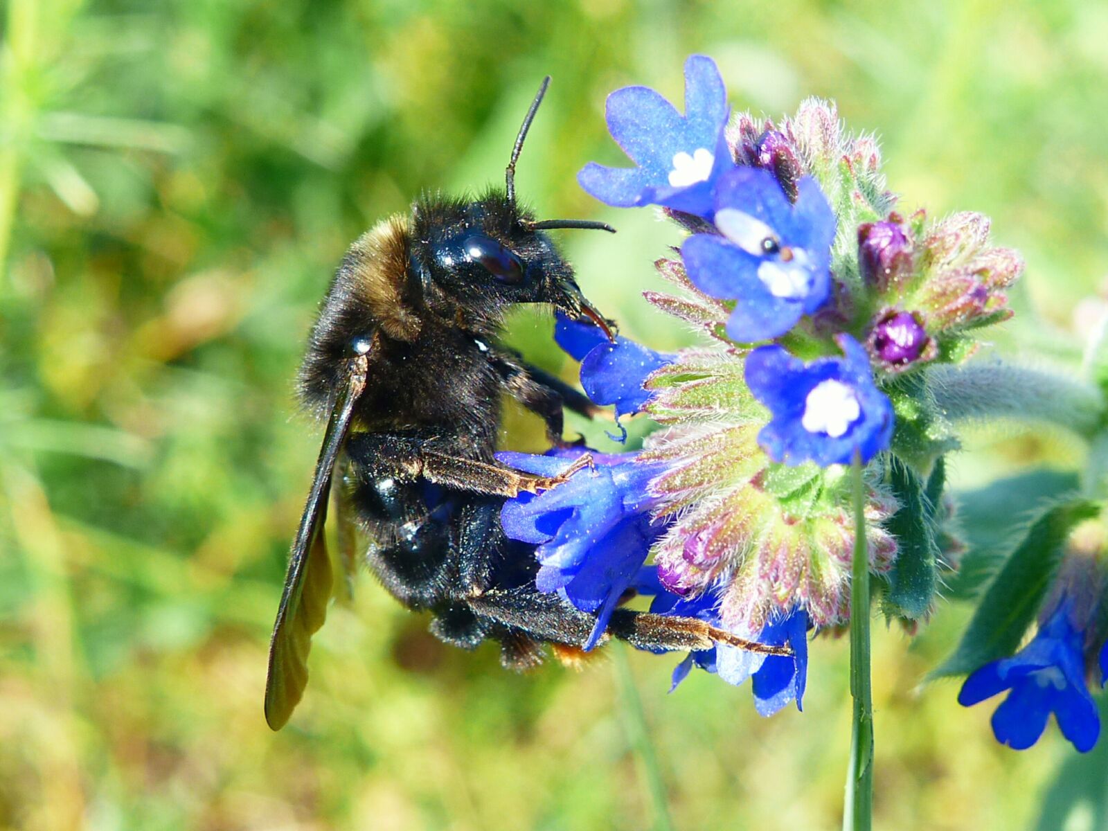 Panasonic Lumix DMC-FZ200 sample photo. Nature, apiformes, insect photography