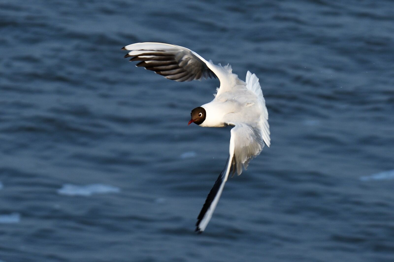 Nikon D500 sample photo. Black headed gull, chroicocephalus photography