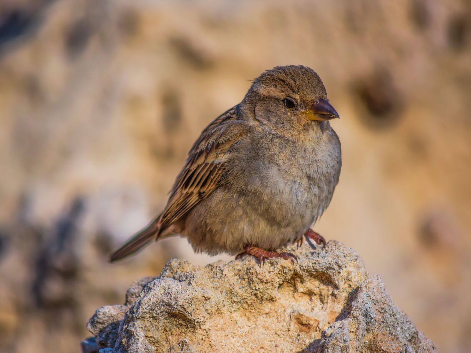 Nikon D3300 sample photo. Sparrow, nature, wildlife photography