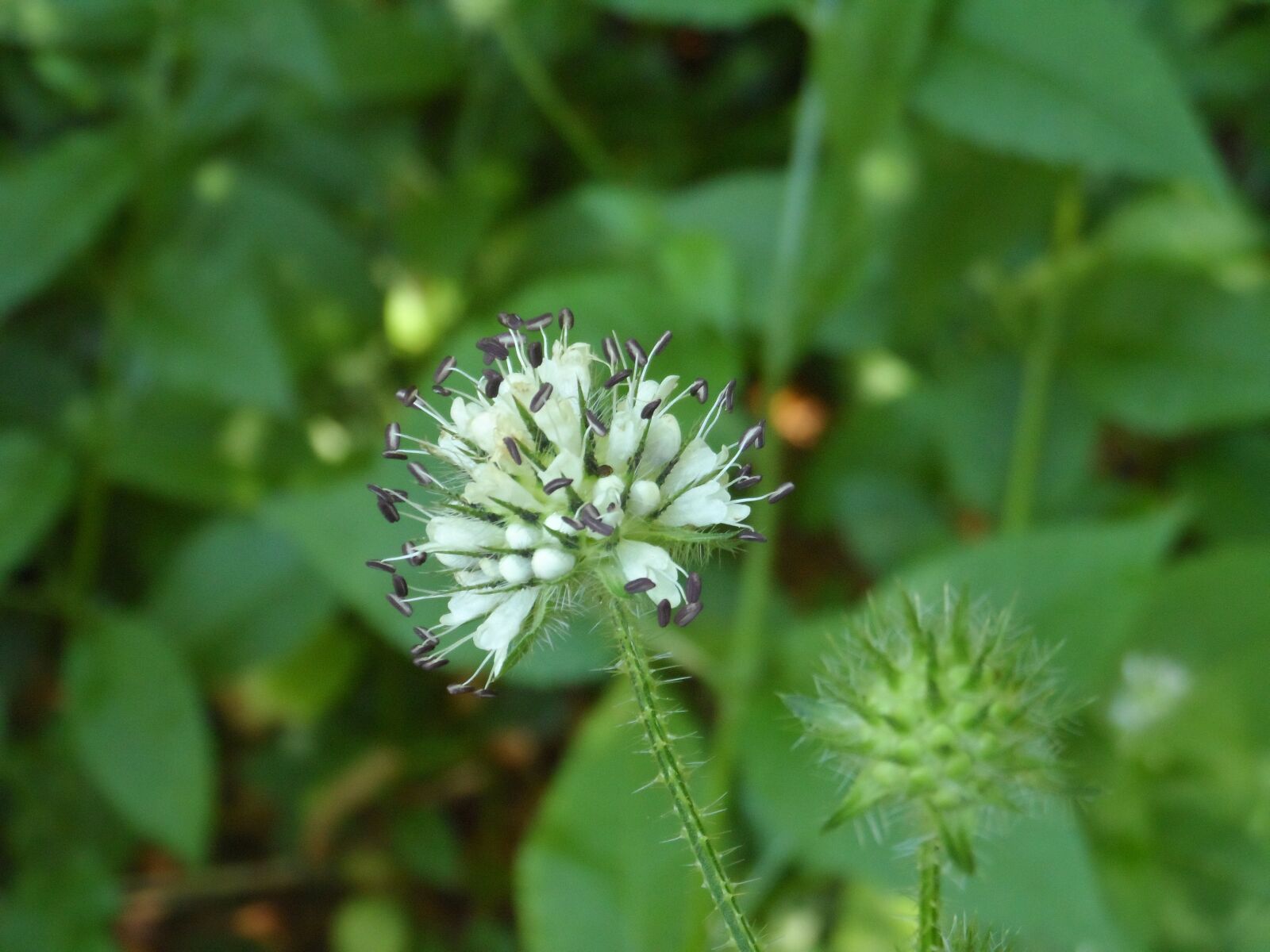 Samsung WB150 / WB150F / WB152 / WB152F / WB151 / WB151F / WB140 sample photo. Flower, plant, bloom photography