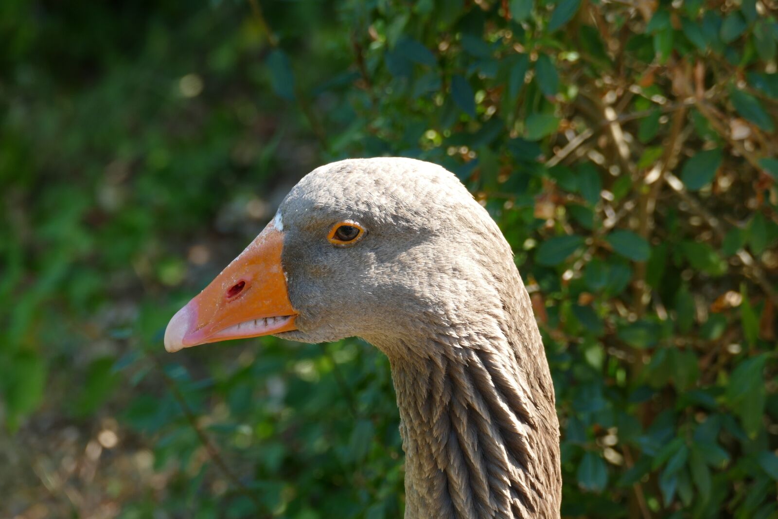Panasonic Lumix DMC-FZ1000 sample photo. Goose, animal world, nature photography