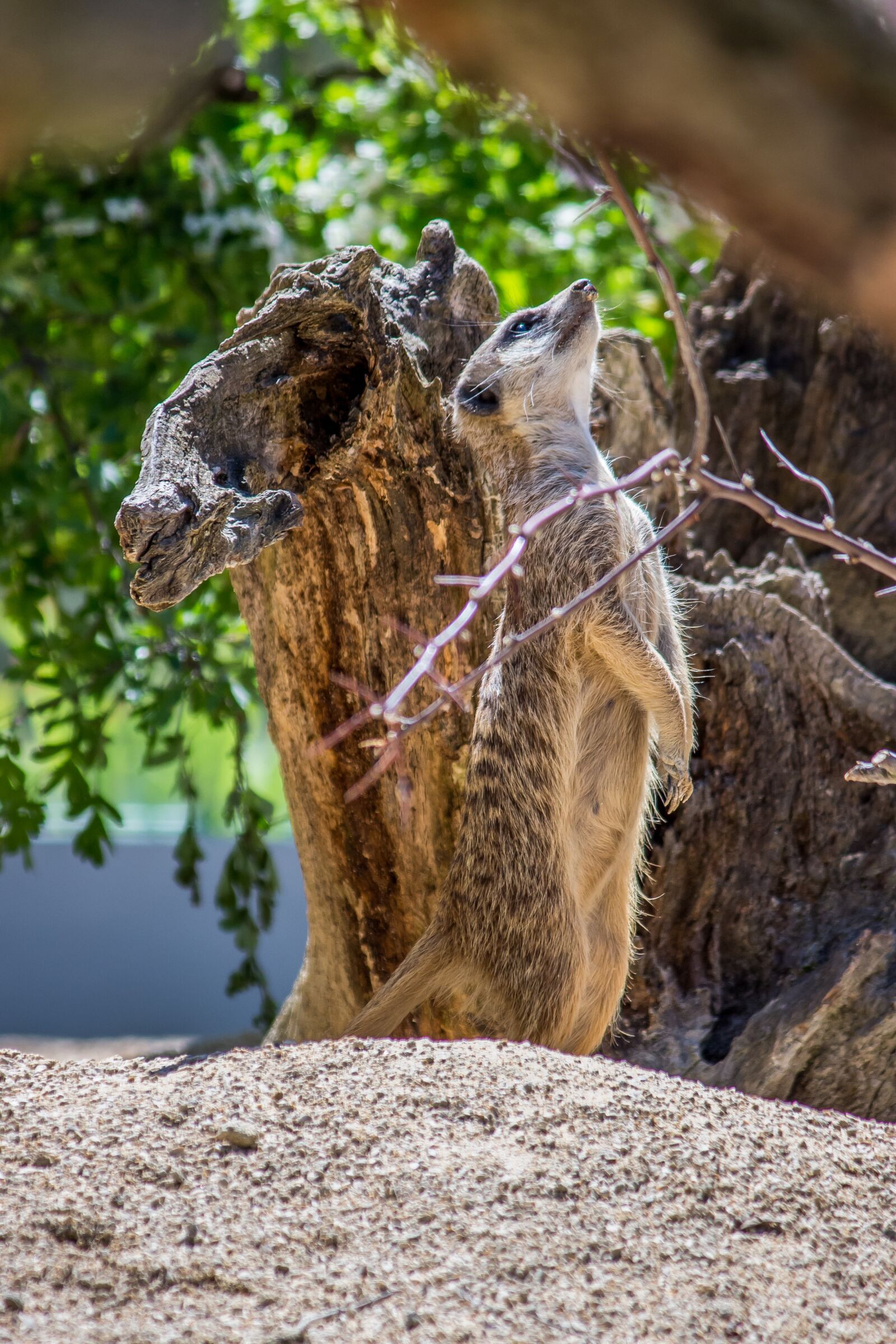 Canon EOS 700D (EOS Rebel T5i / EOS Kiss X7i) sample photo. Nature, animal world, animal photography