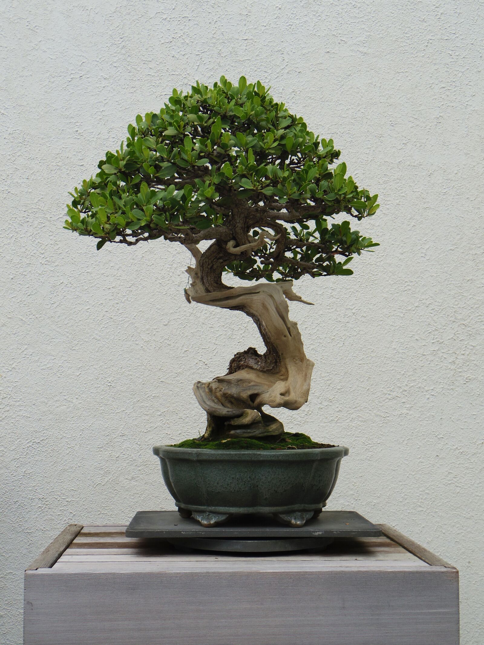 Pentax 02 Standard Zoom sample photo. Bonsai, tree, plant photography