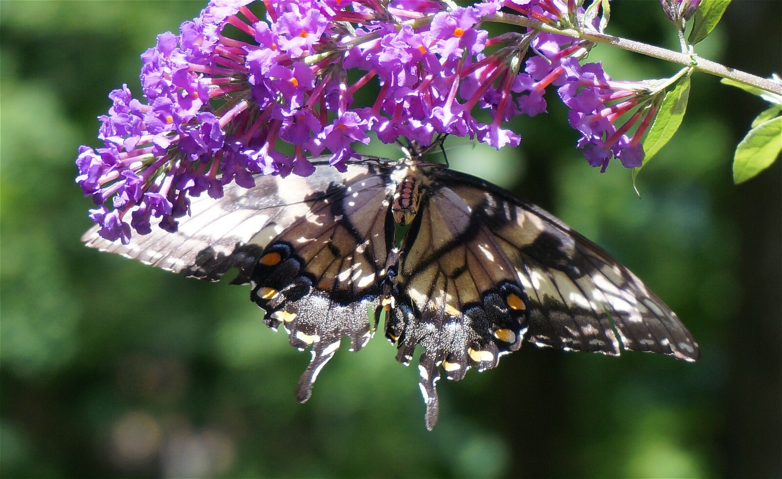 Sony Alpha NEX-5T sample photo. Tiger swallowtail, butterfly bush photography