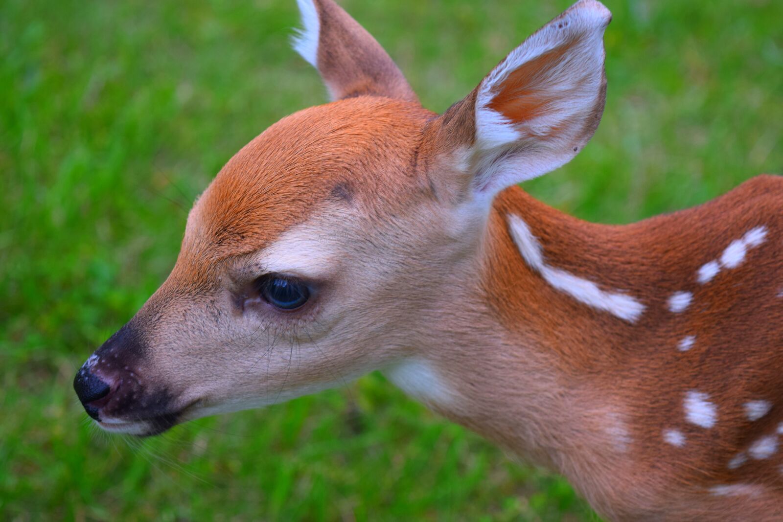 Nikon D3300 sample photo. Animal, cute, deer photography