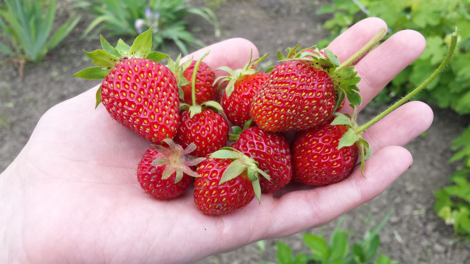 Samsung Galaxy S4 sample photo. Strawberry, berry, summer photography