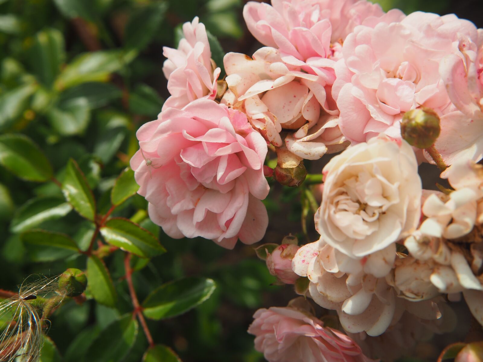 Olympus OM-D E-M10 sample photo. Roses, blossom, bloom photography