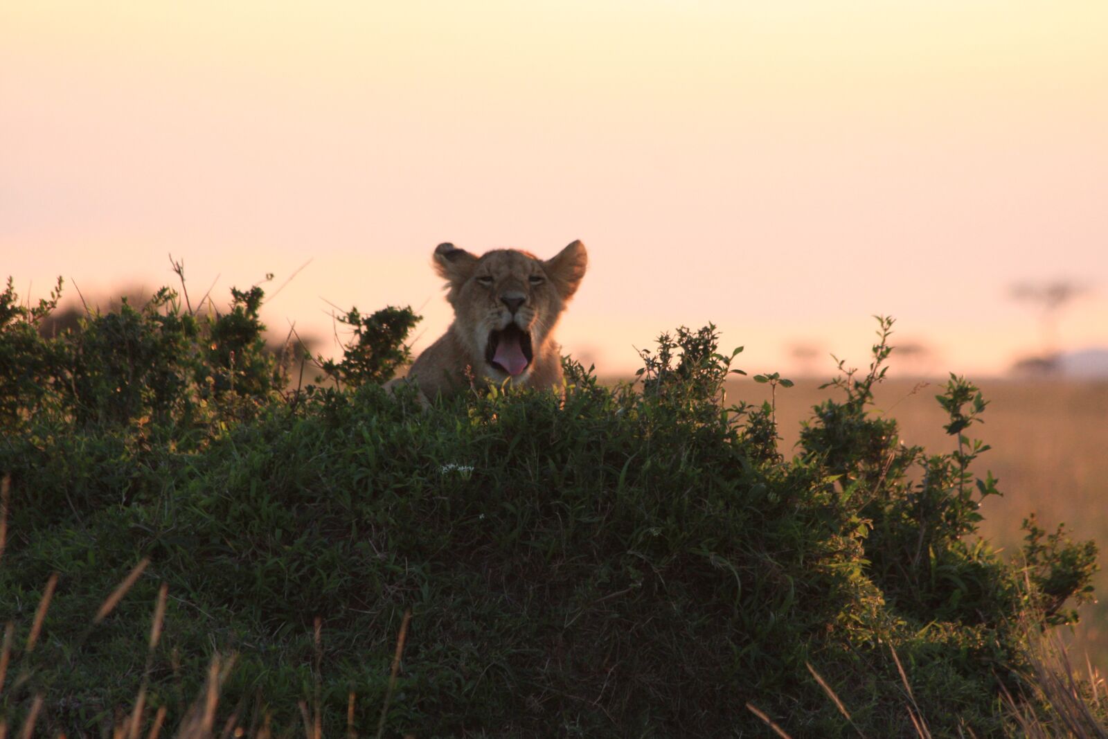 Canon EOS 40D sample photo. Nature, mammal, outdoor photography