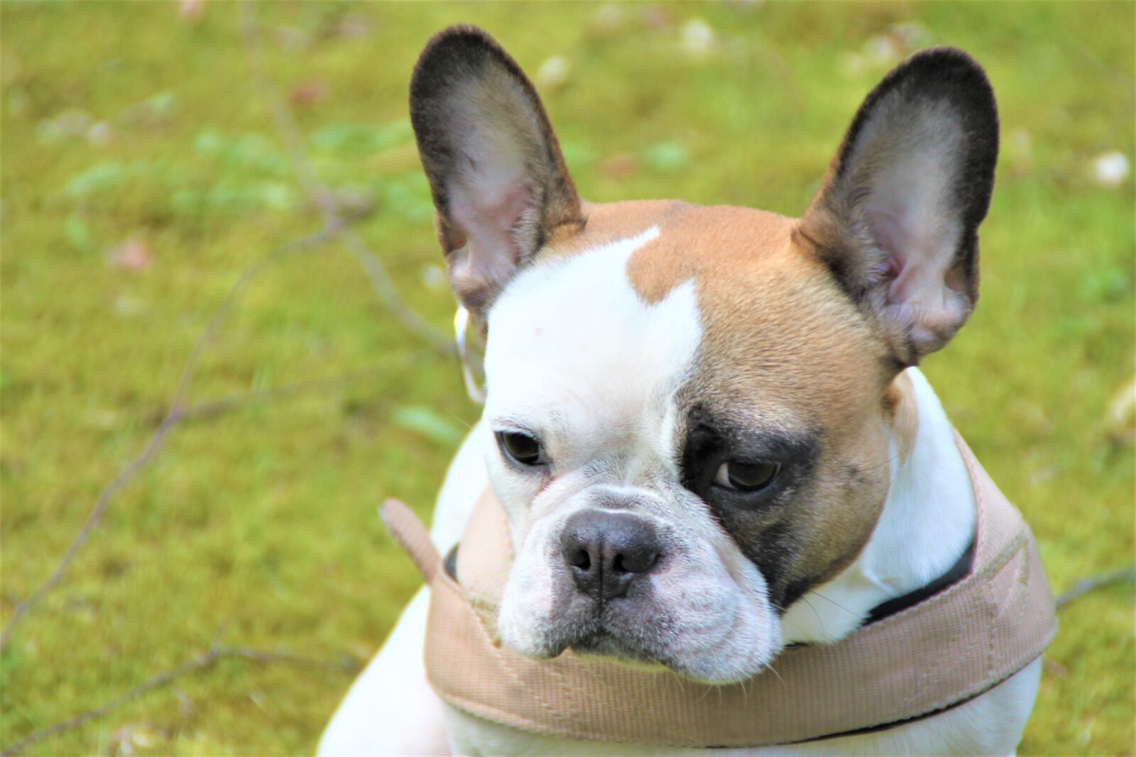 Canon EOS 500D (EOS Rebel T1i / EOS Kiss X3) sample photo. Dog, animal, bully photography