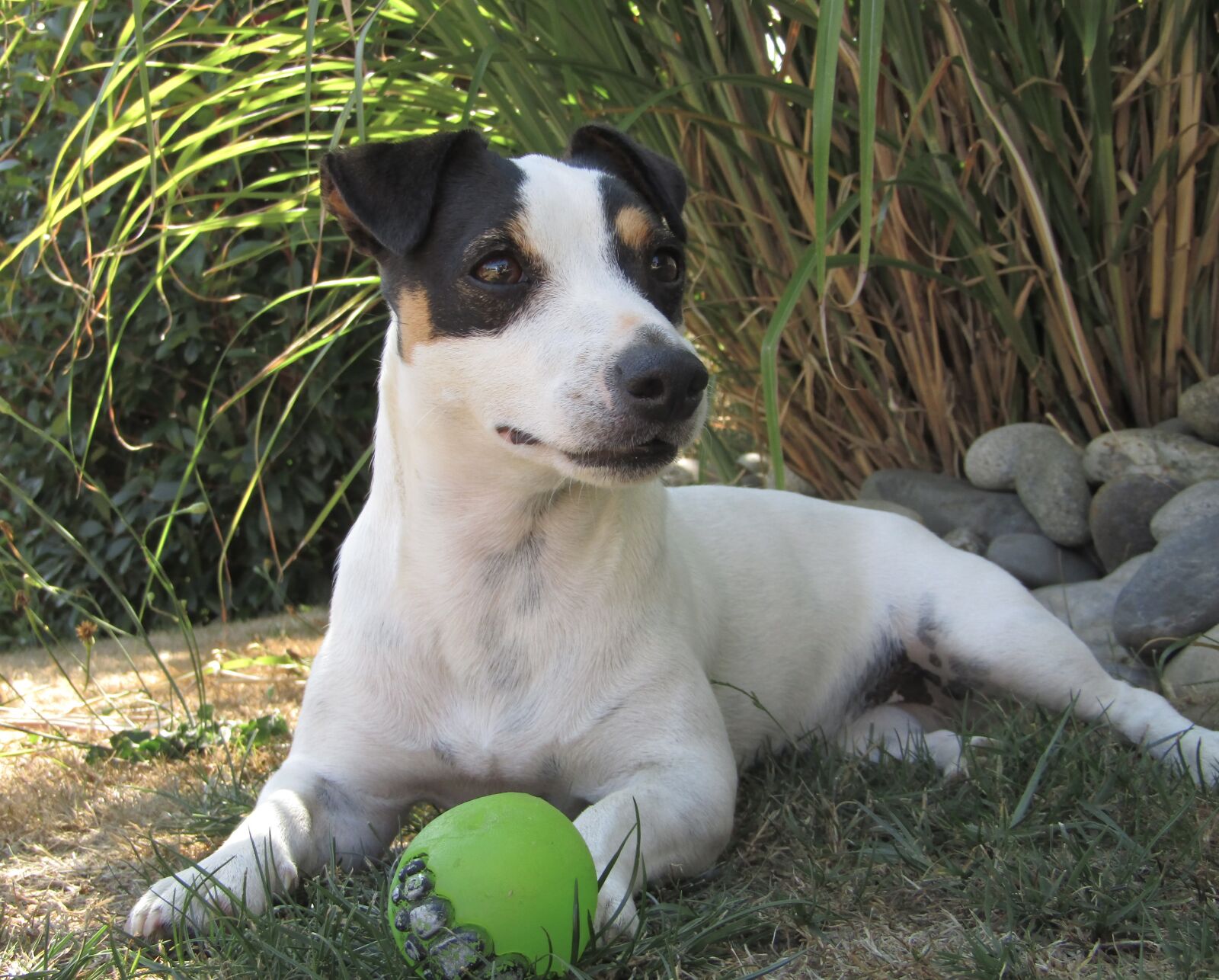 Canon PowerShot SX410 IS sample photo. Jack russel, dog, terrier photography