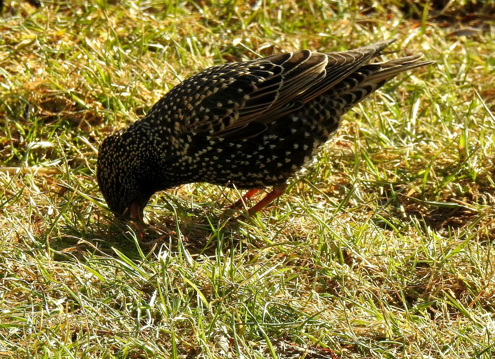 Nikon Coolpix P900 sample photo. Star, bird, bird seed photography
