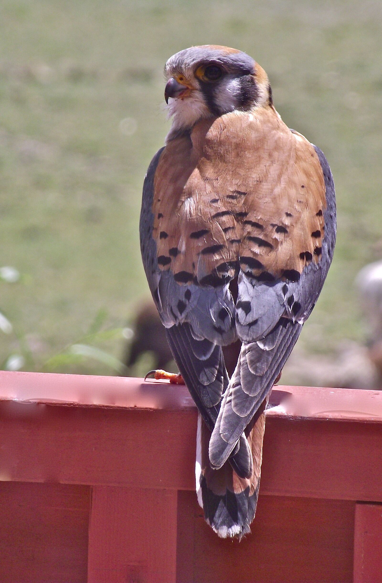 FujiFilm FinePix S1800 (FinePix S1880) sample photo. Kestral, young, colorful feathers photography