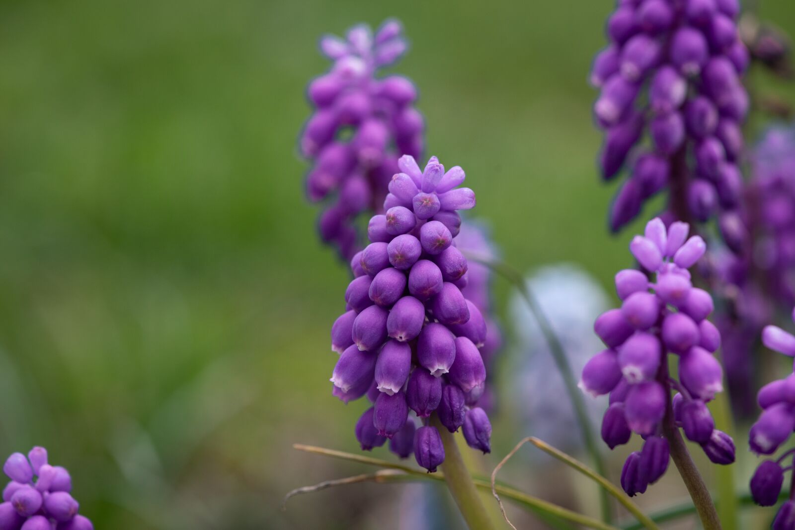 Nikon D750 sample photo. Grape hyacinth, flowers, bloom photography
