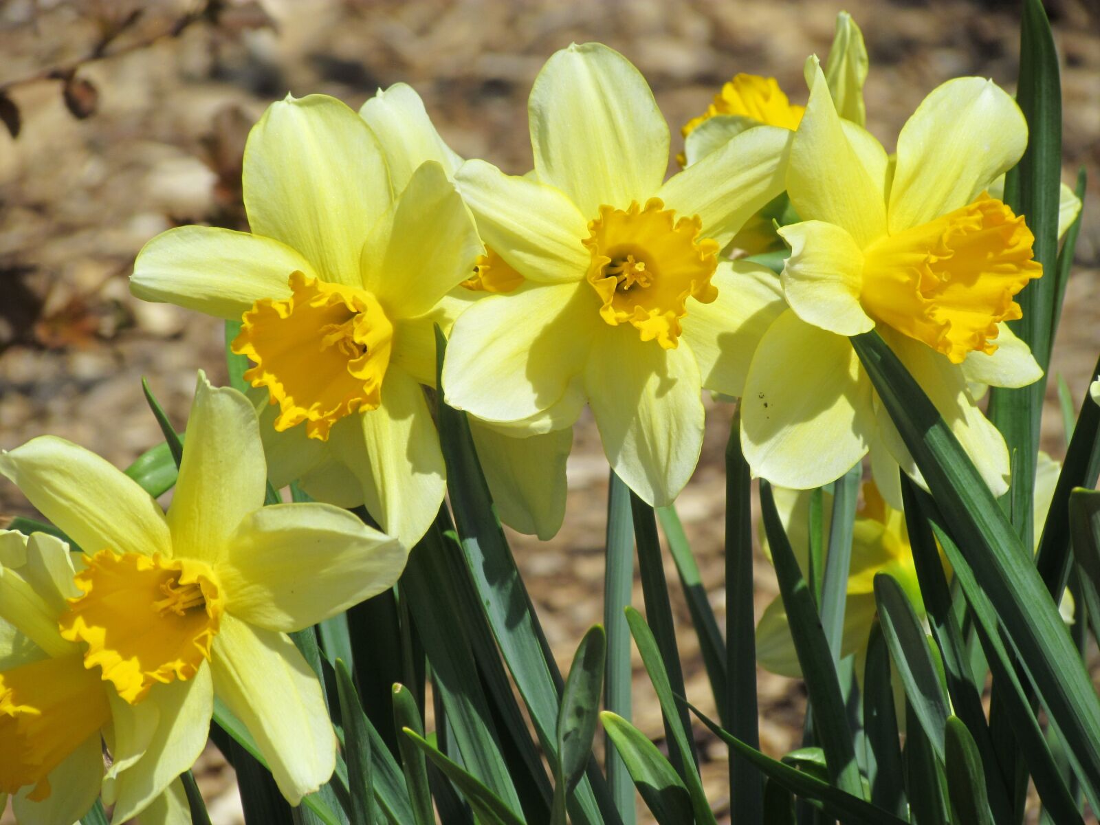 Canon PowerShot SX30 IS sample photo. Spring daffodils, english garden photography