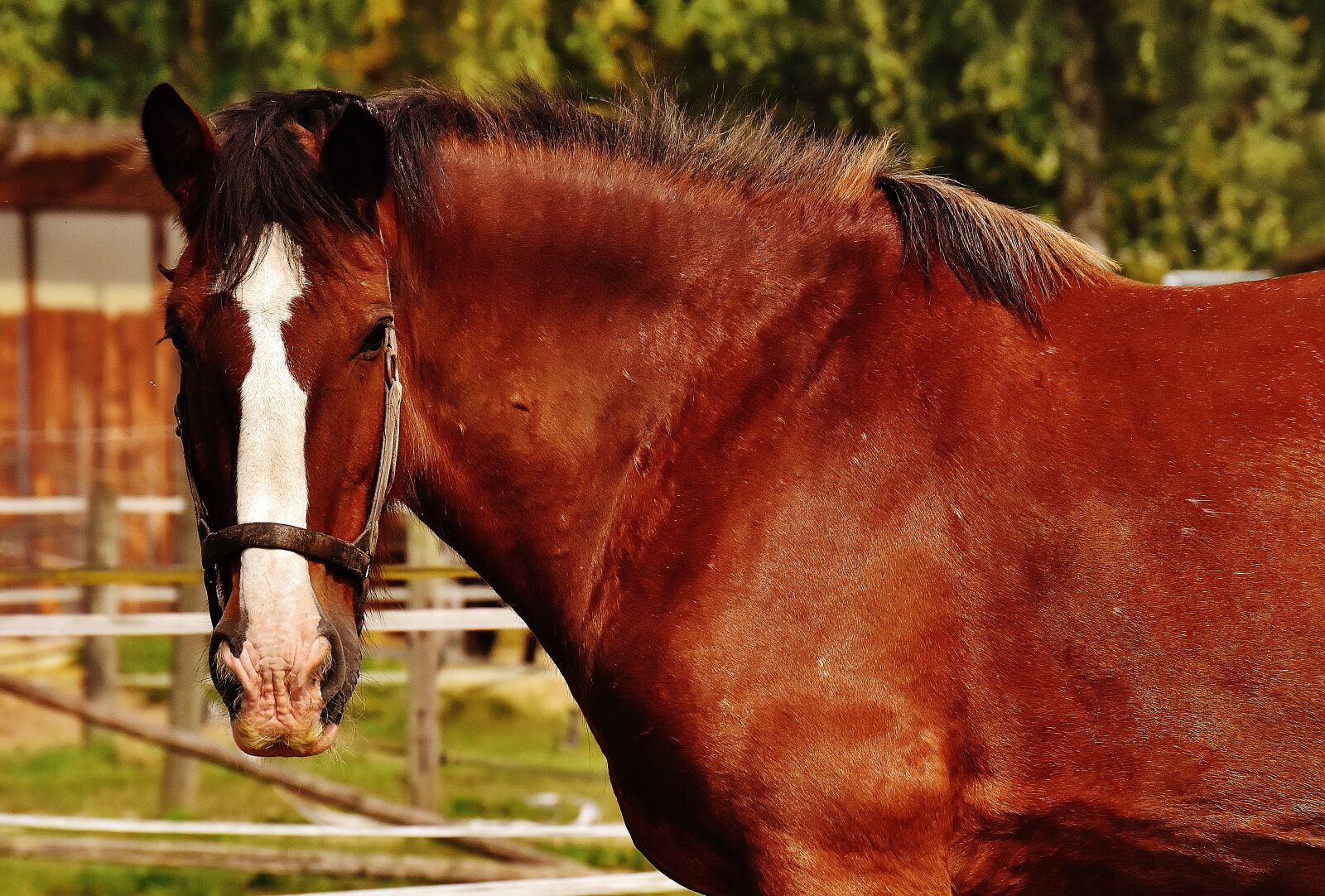 Nikon D7200 sample photo. Shire horse, horse, big photography