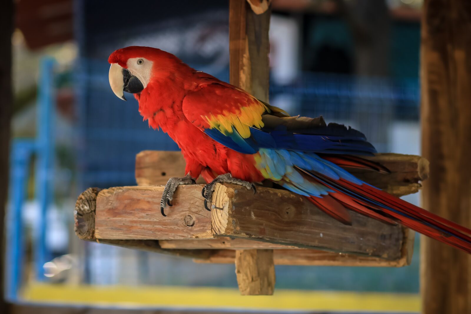 Canon EOS 750D (EOS Rebel T6i / EOS Kiss X8i) + Canon EF 85mm F1.8 USM sample photo. Macaw, ave, bird photography