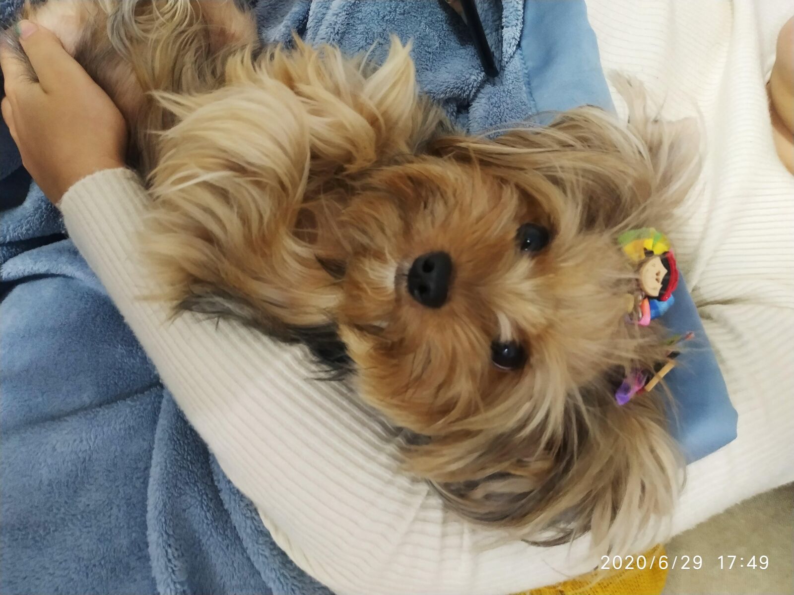 Xiaomi MI 8 Lite sample photo. Dog, belinha, puppy photography