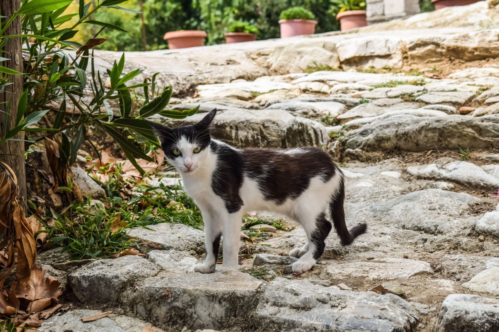 Nikon D3300 sample photo. Cat, stray, animal photography