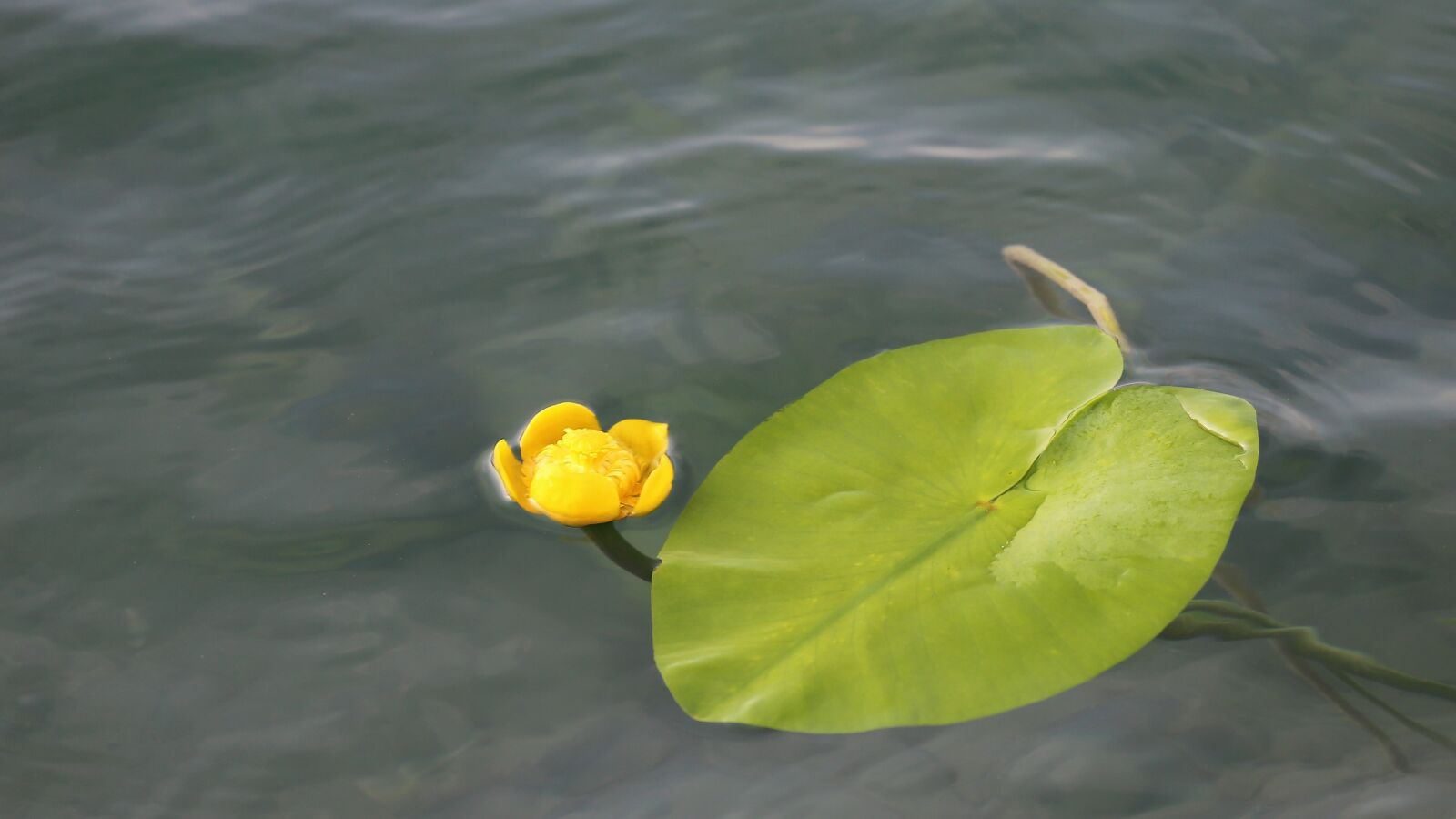 Canon EF 70-300 F4-5.6 IS II USM sample photo. Lake, water lily, yellow photography