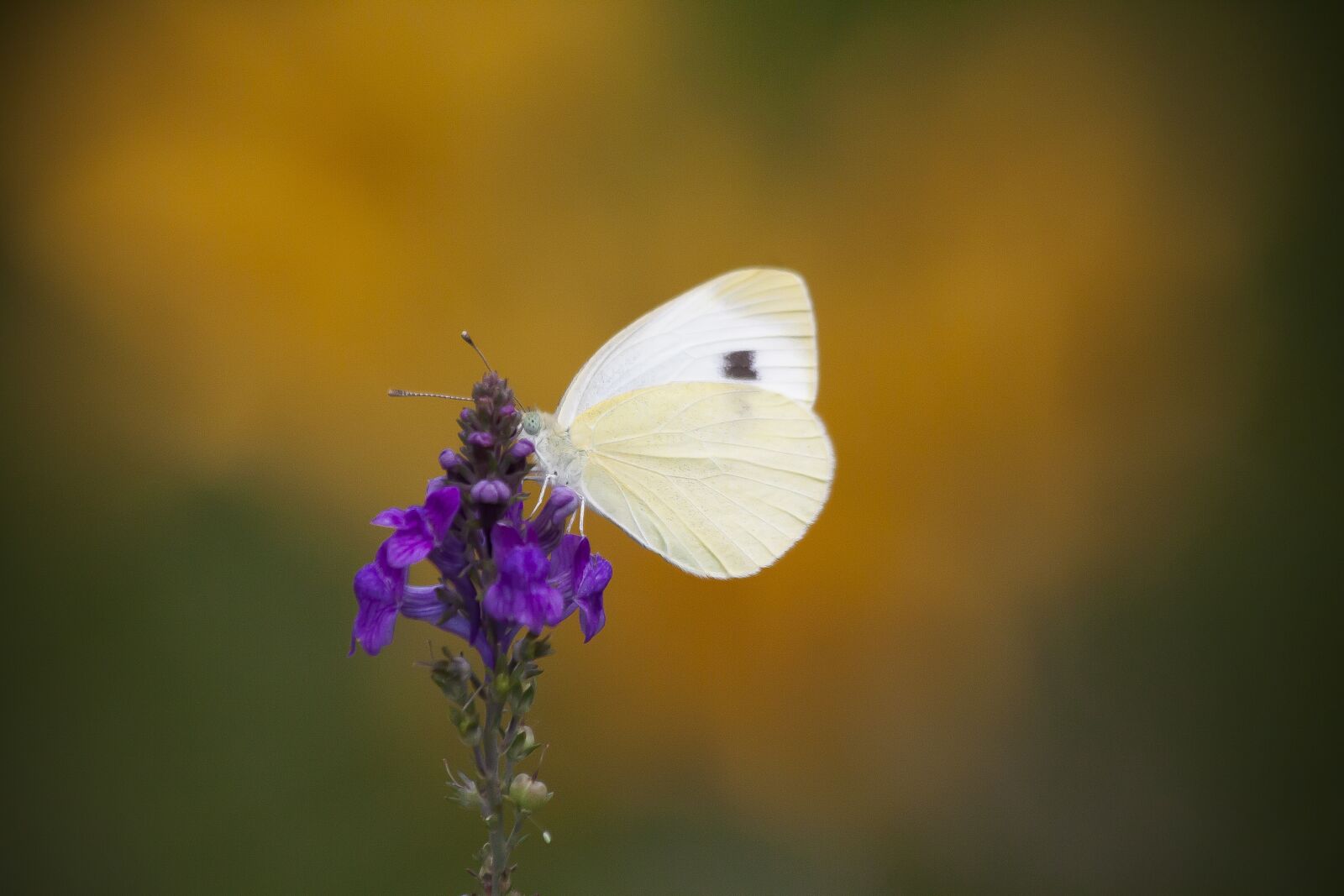 Canon EOS 50D sample photo. White, butterfly, nectar photography