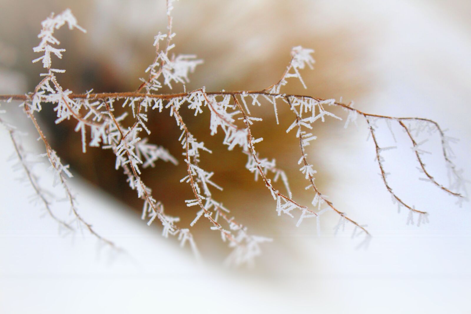 Canon EOS 700D (EOS Rebel T5i / EOS Kiss X7i) sample photo. Ice, branch, frosty photography