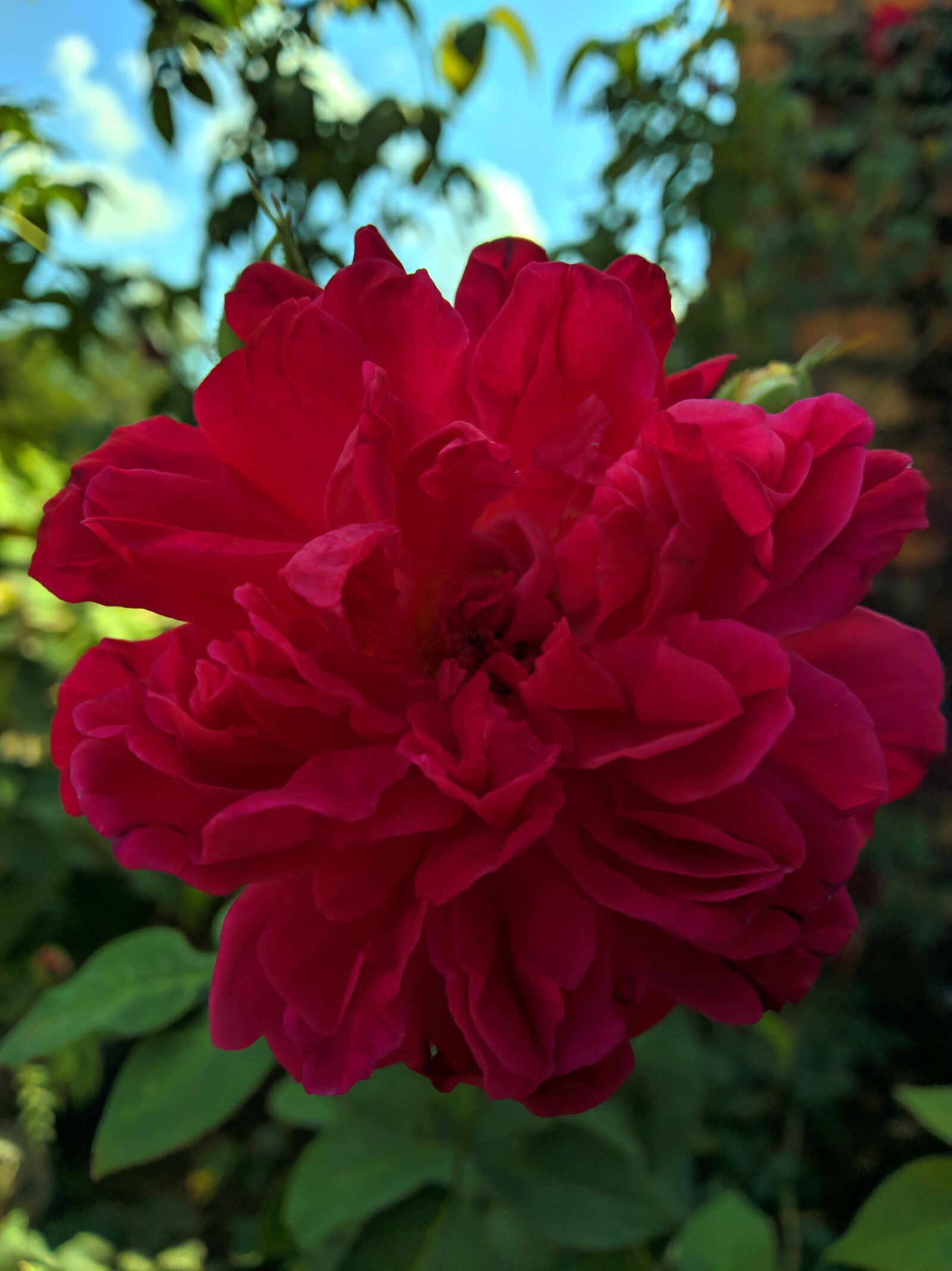 ASUS ZenFone Max Pro M1 (ZB602KL) (WW) / Max Pro M1 (ZB601KL) (IN) sample photo. Red, rose, flower photography