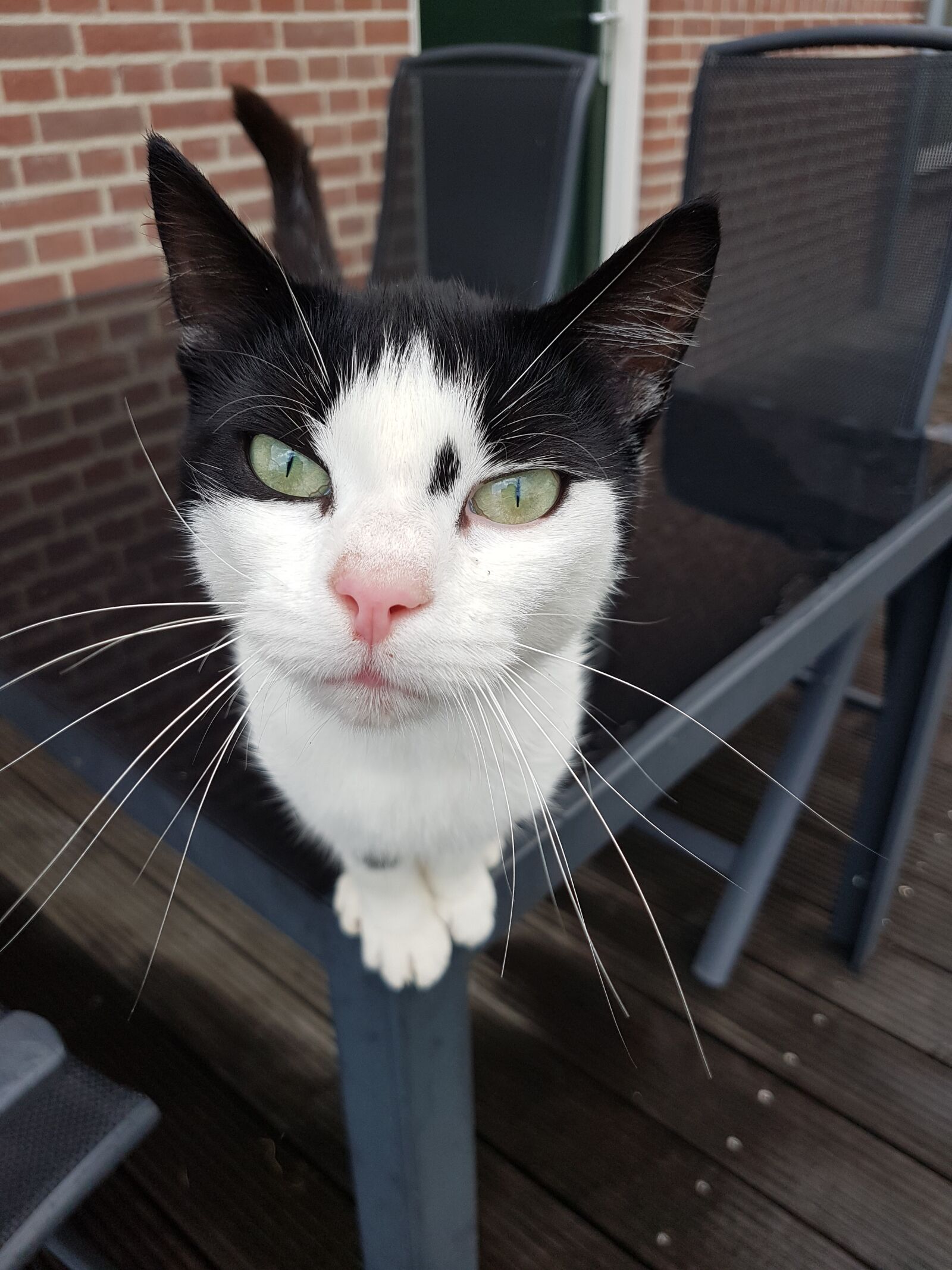 Samsung Galaxy S7 Edge sample photo. Cat, face, cat's eyes photography